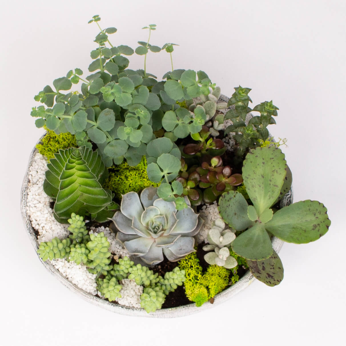 Bol ceramic cu suculente