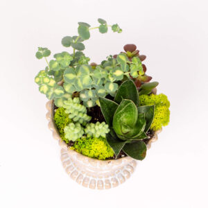 Grasute in pocal ceramic