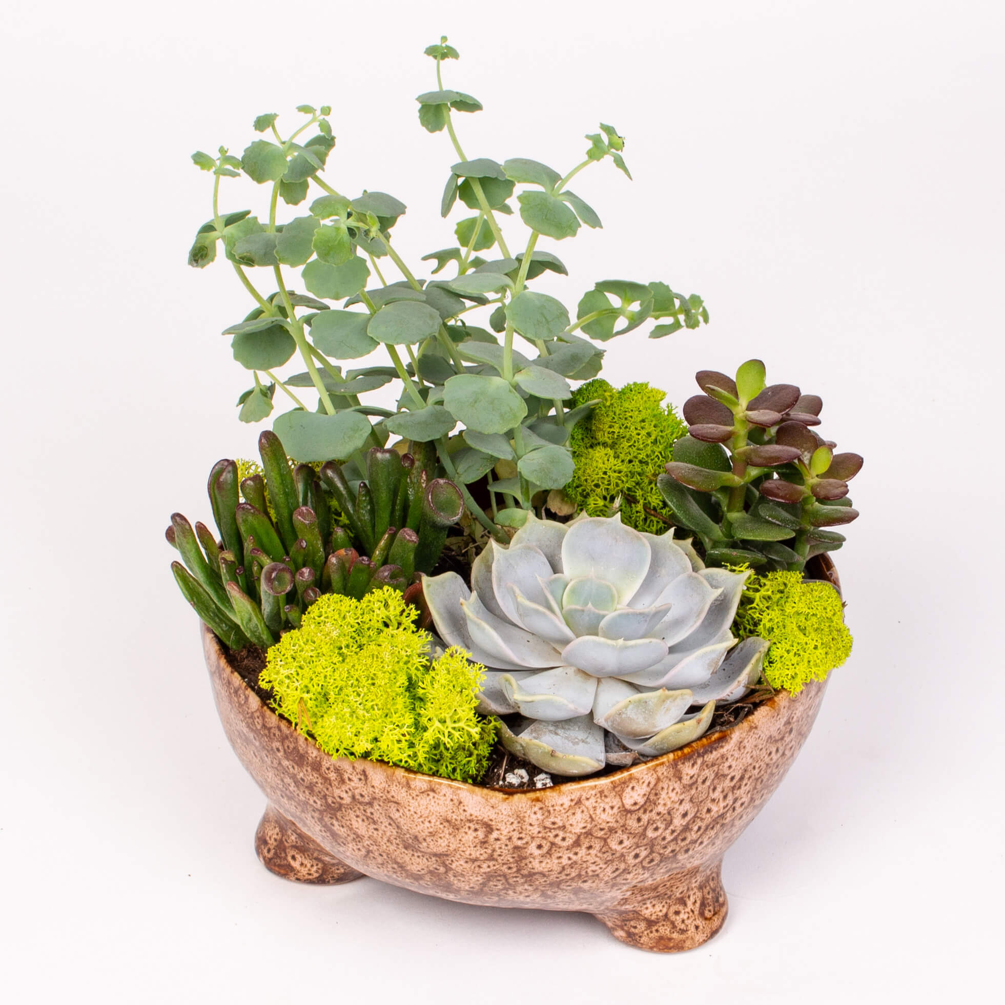 Suculente in suport ceramic