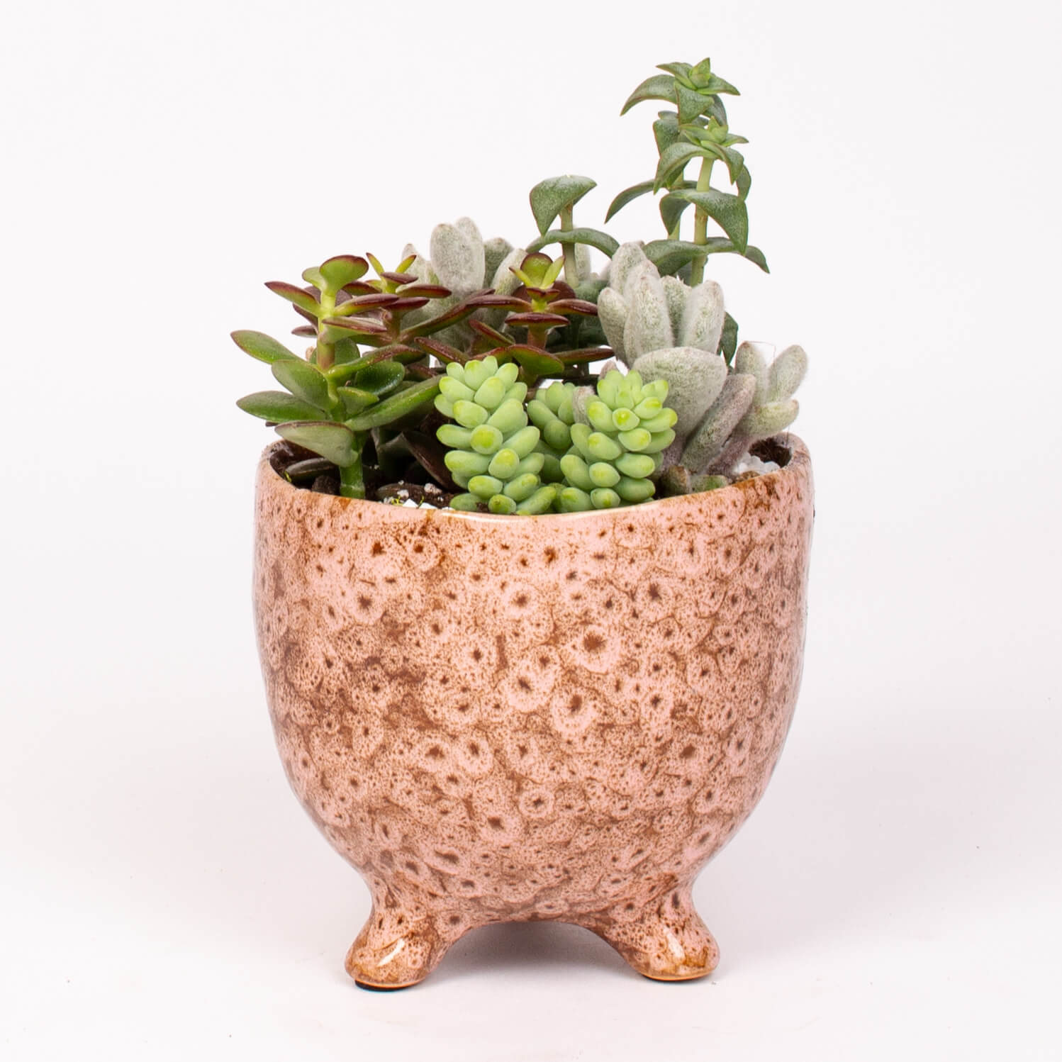 Plante suculente in vas cearamic