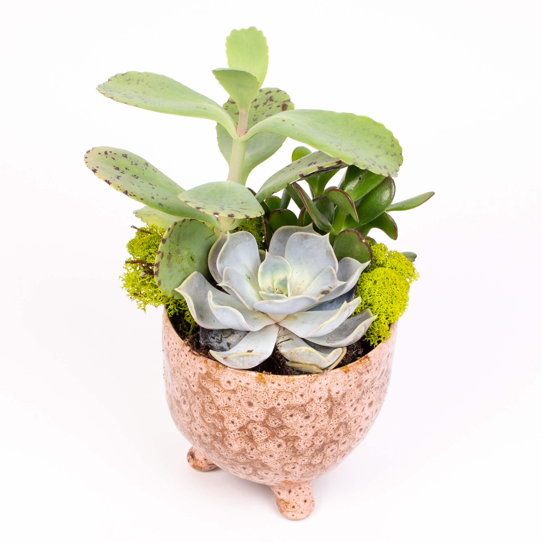 Aranjament cu echeveria