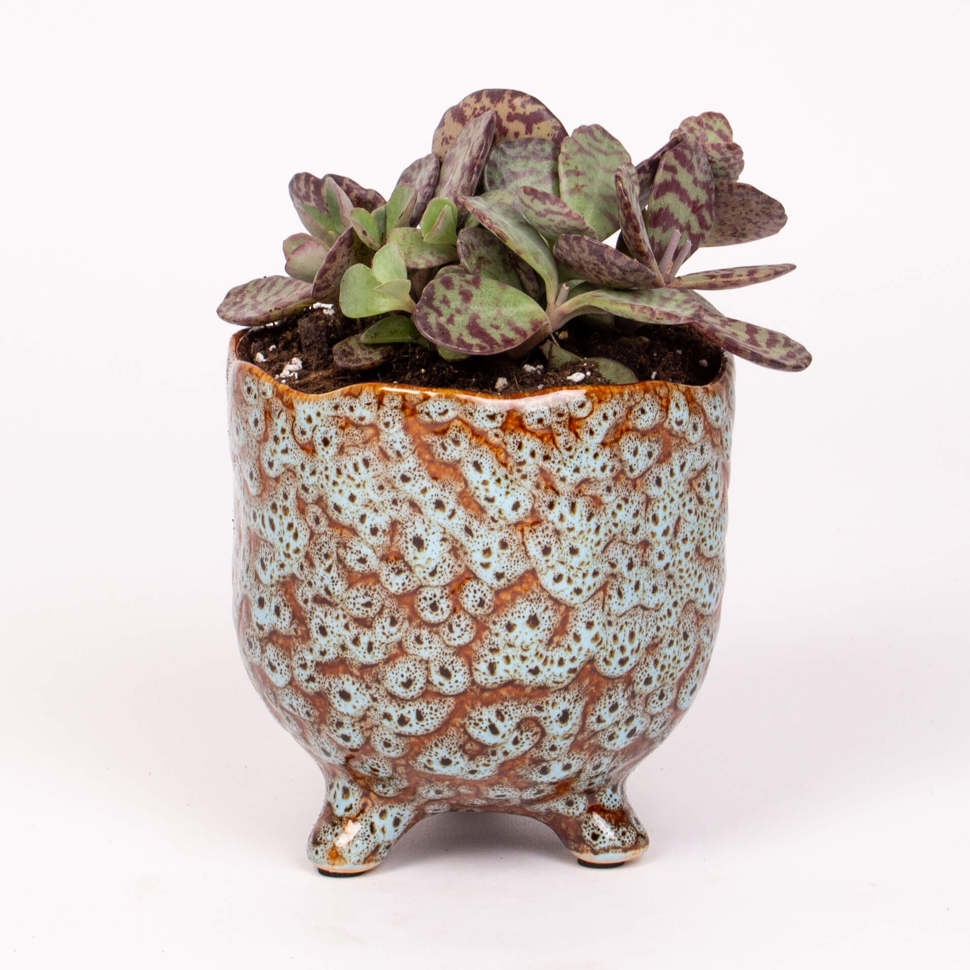 Kalanchoe in vas ceramic
