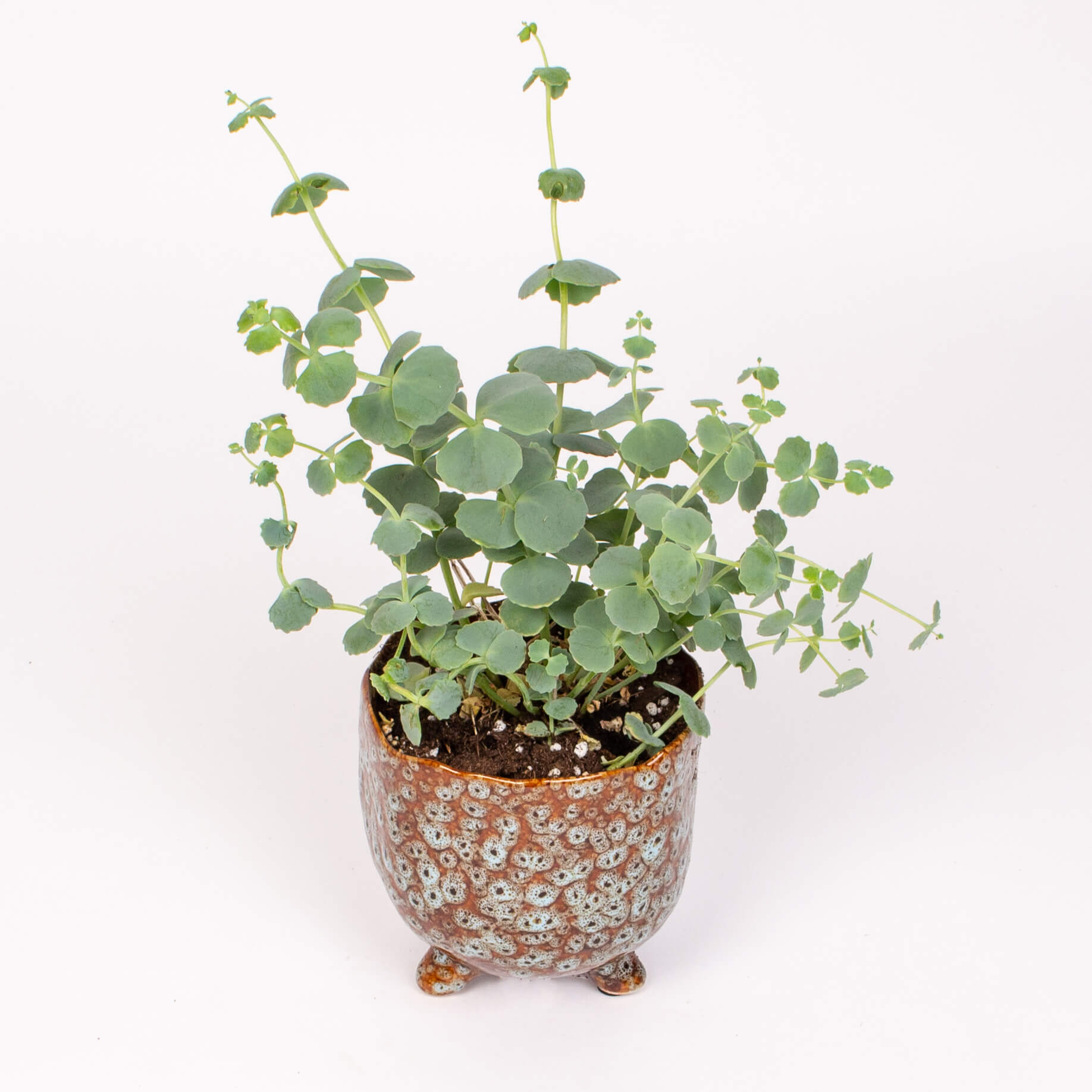 Suculenta sedum in vas ceramic