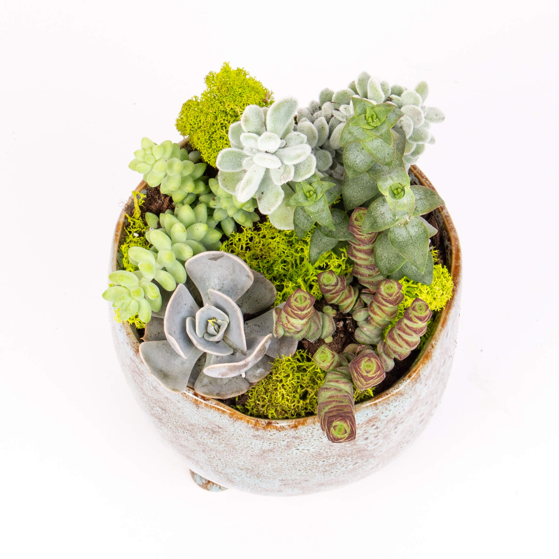 Vas cu crassula si echeveria