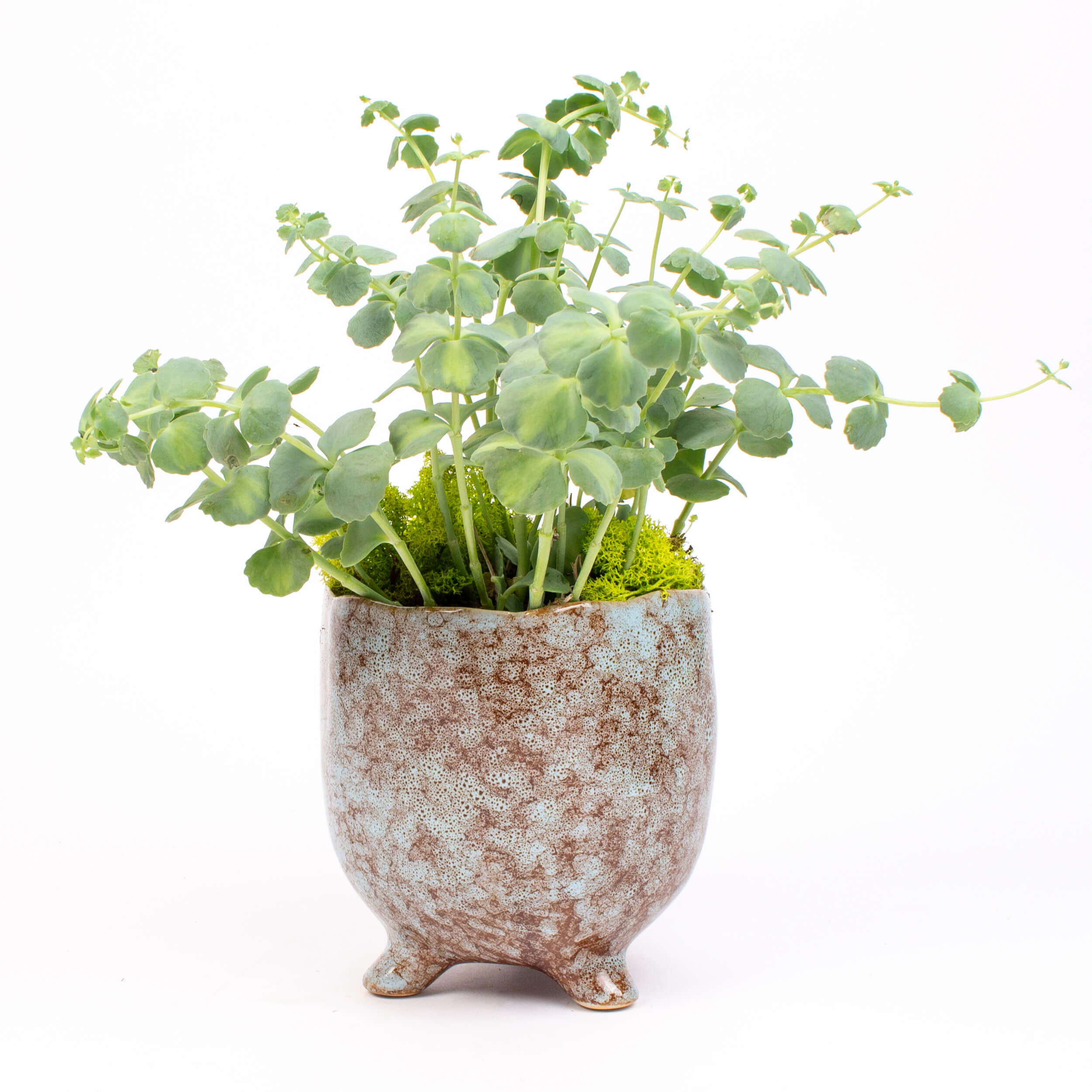 Sedum sieboldii variegatum in vas ceramic