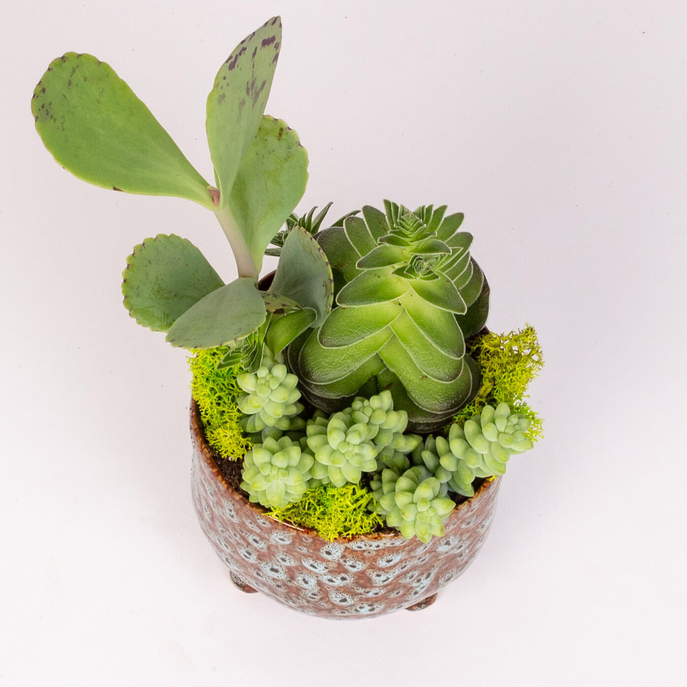 Crassula si kalanchoe in vas