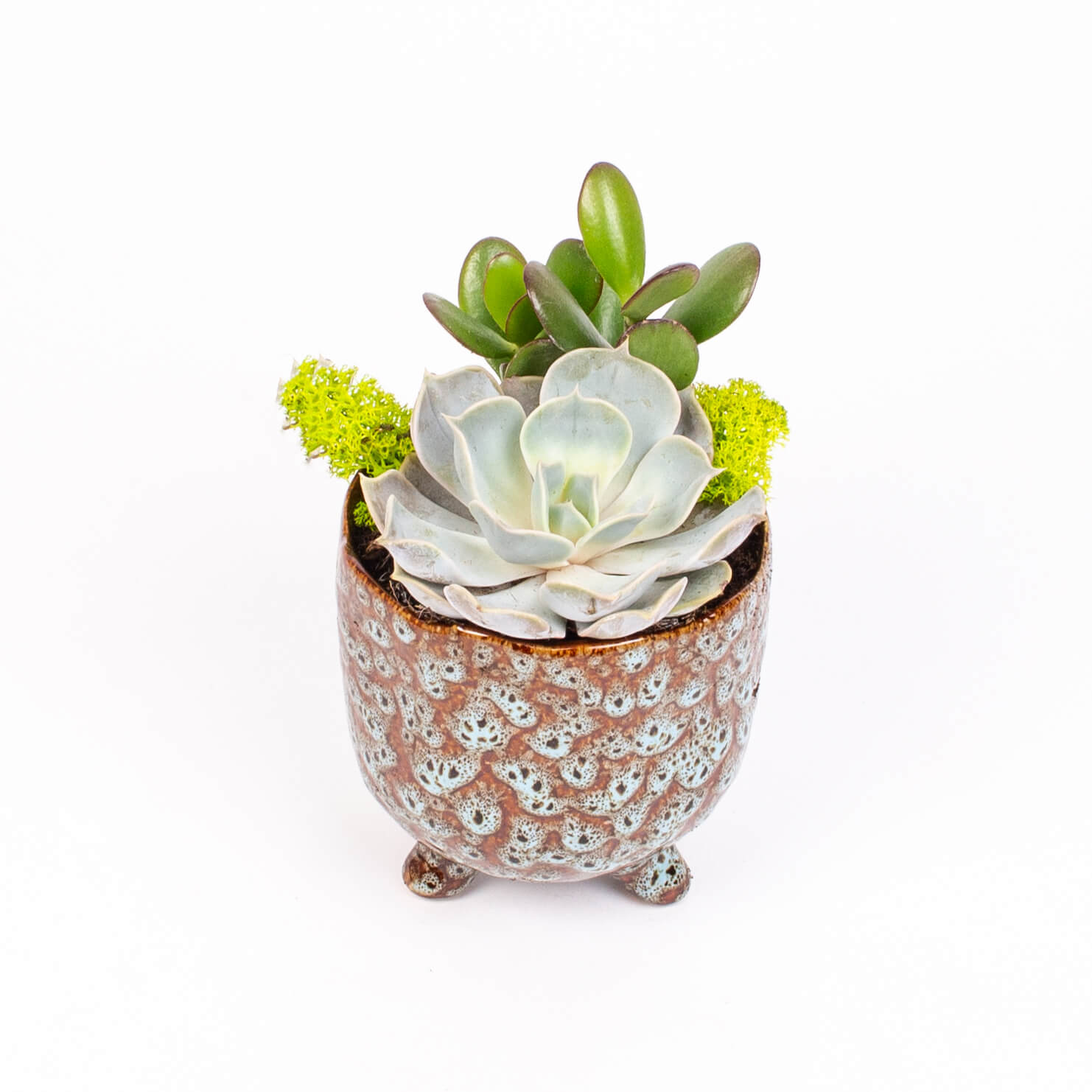 Echeveria si crasulla in vas ceramic