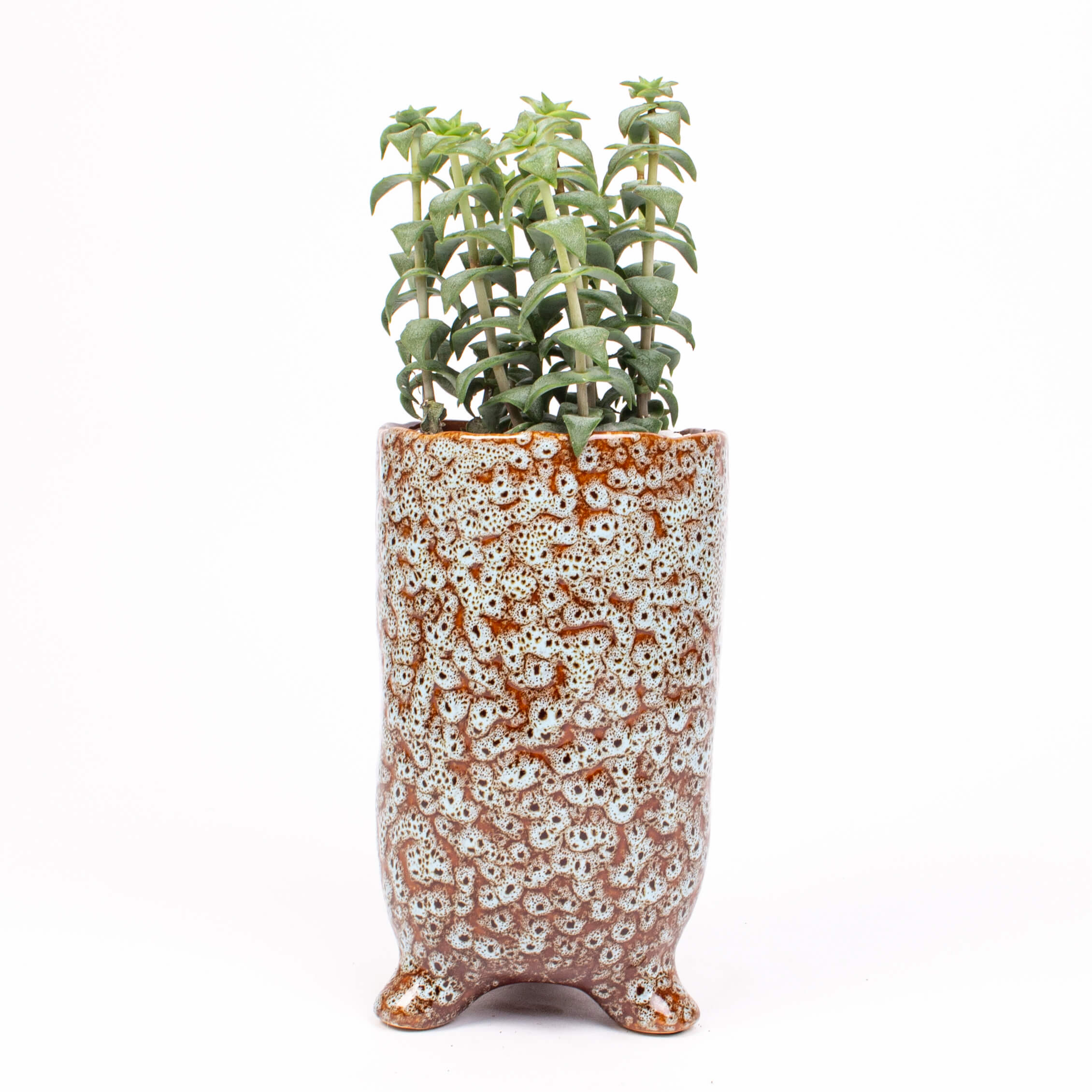 Vas inalt cu suculente