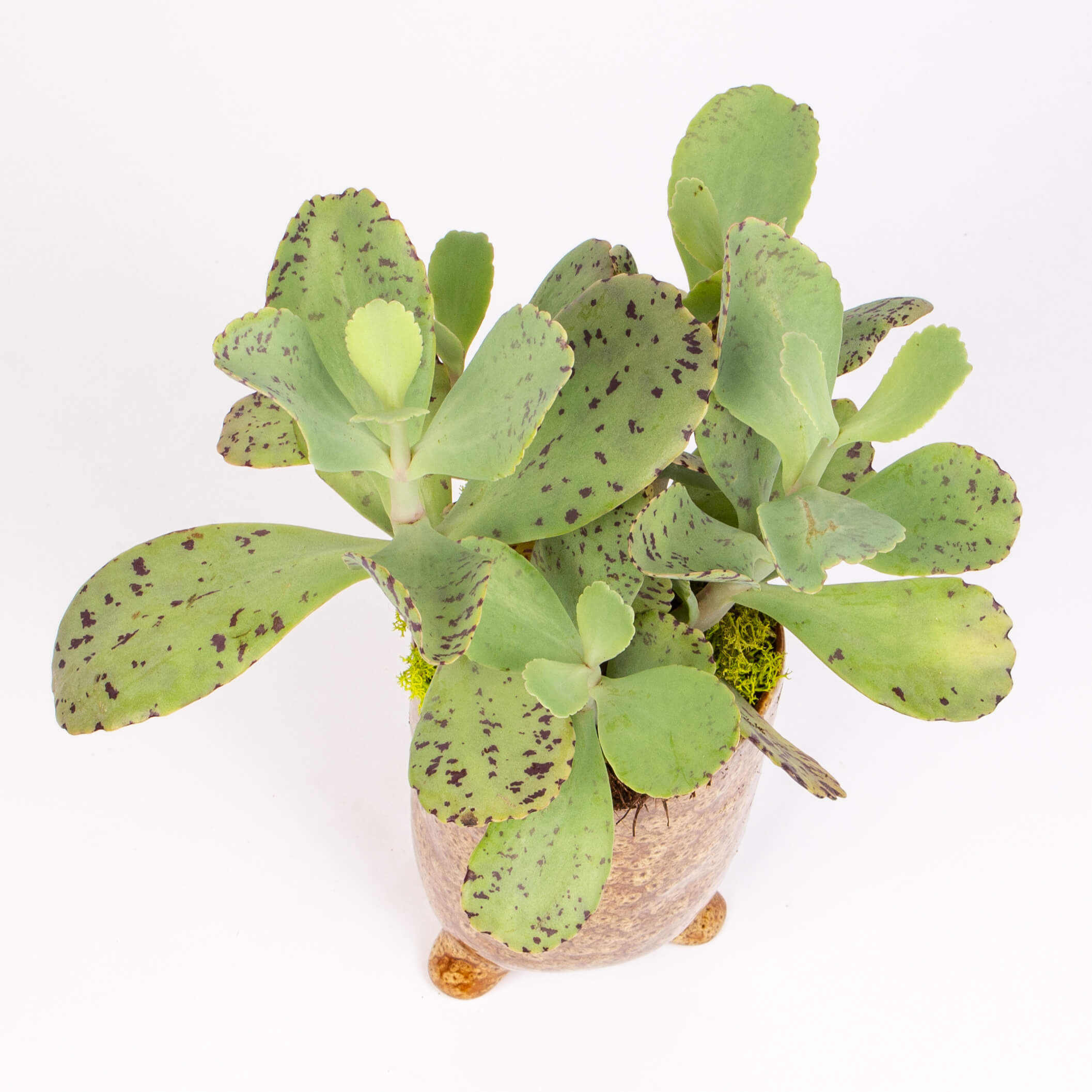 Kalanchoe marmorata in vas ceramic inalt