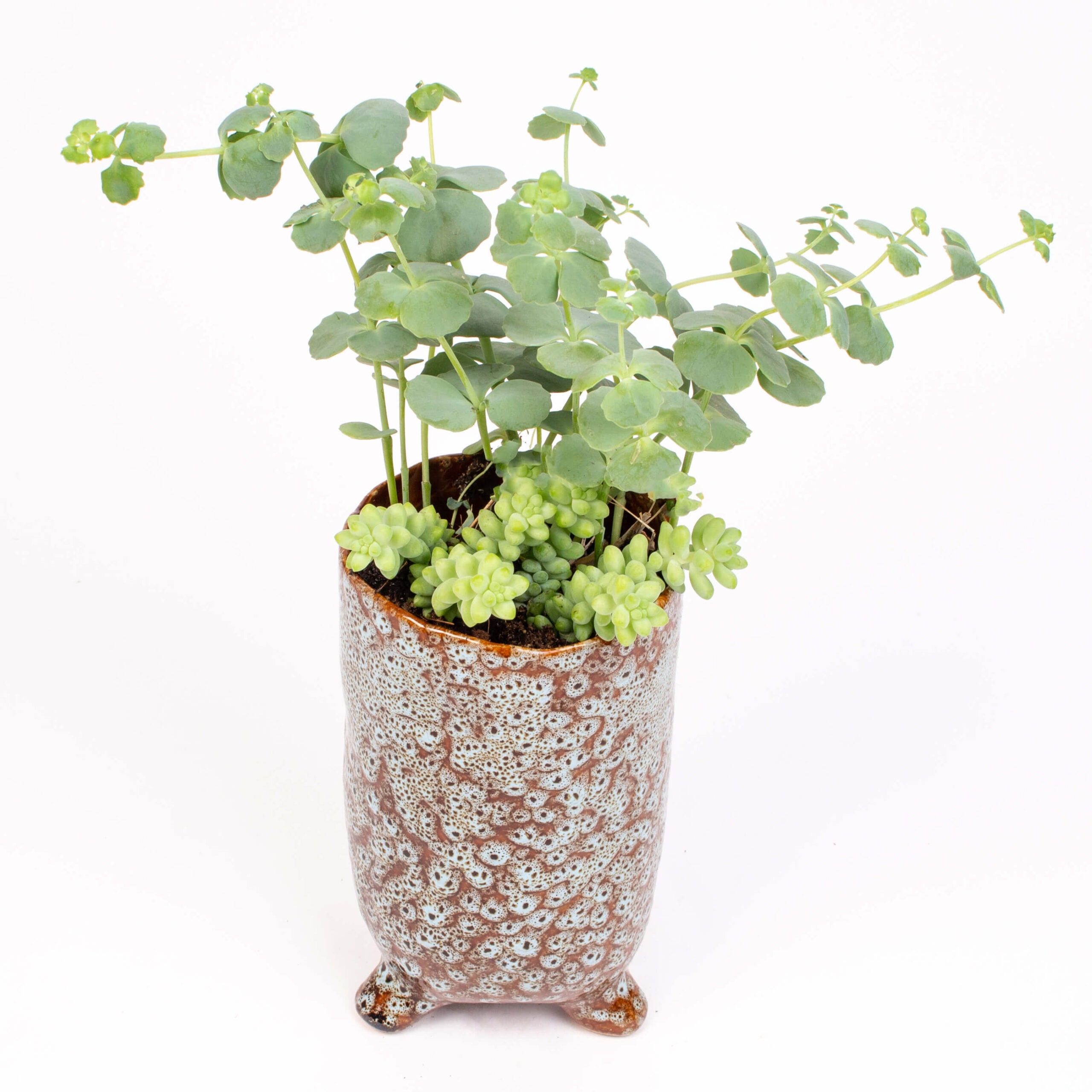 Sedum buritto in vas inalt