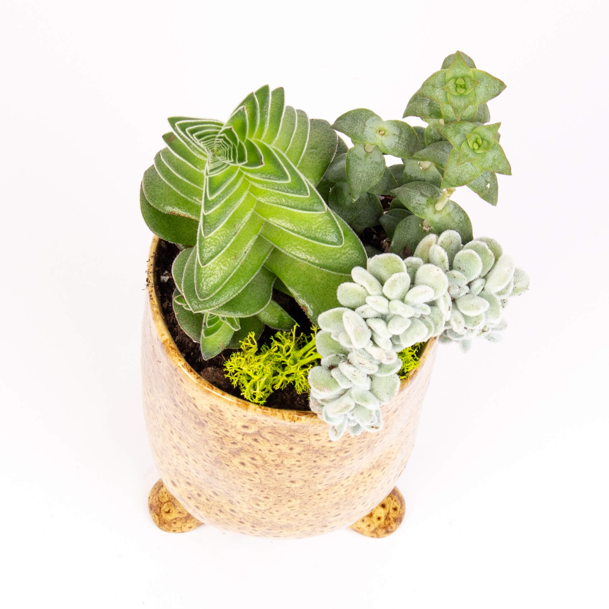 Suculente in vas ceramic ianlt