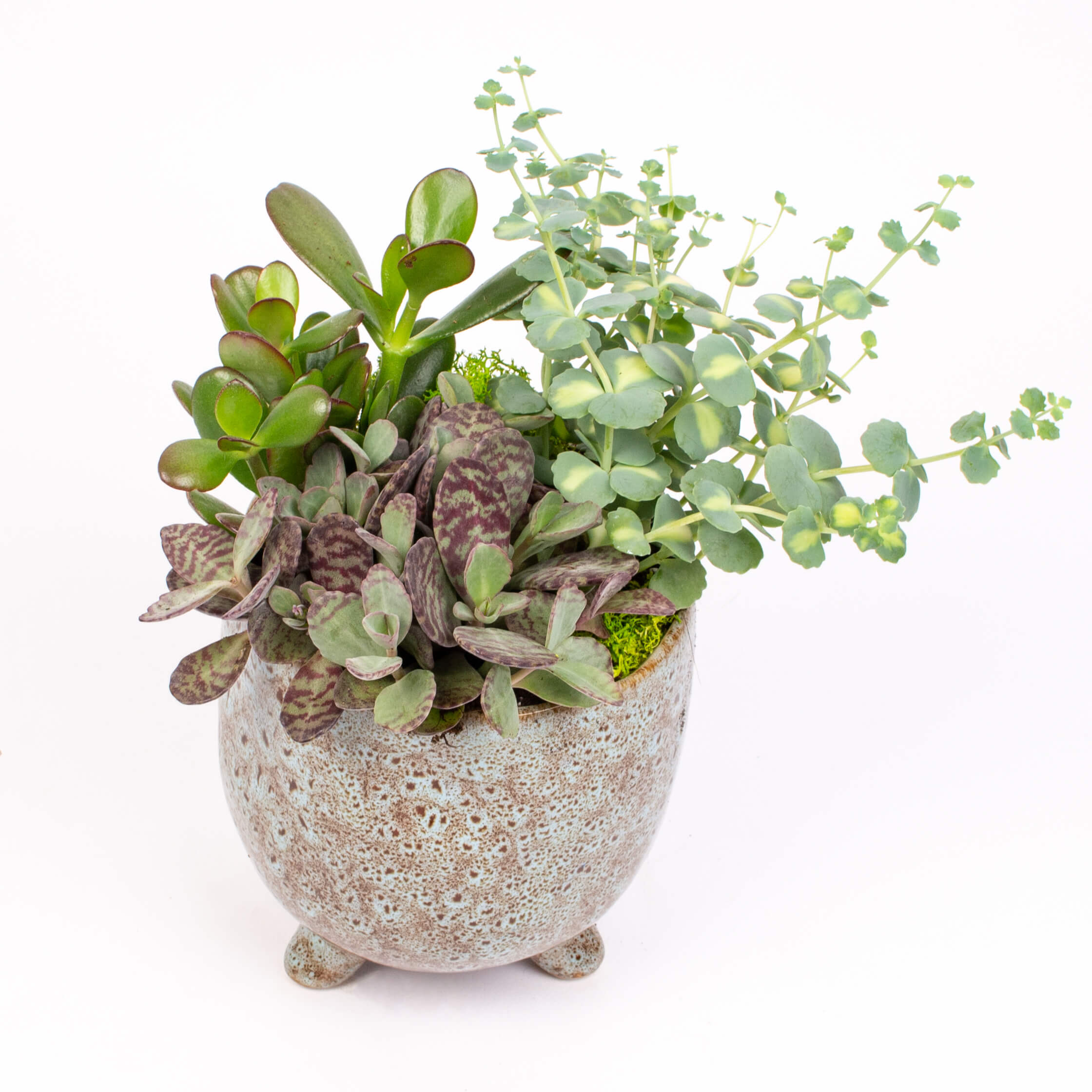 Ceaun cu plante suculente