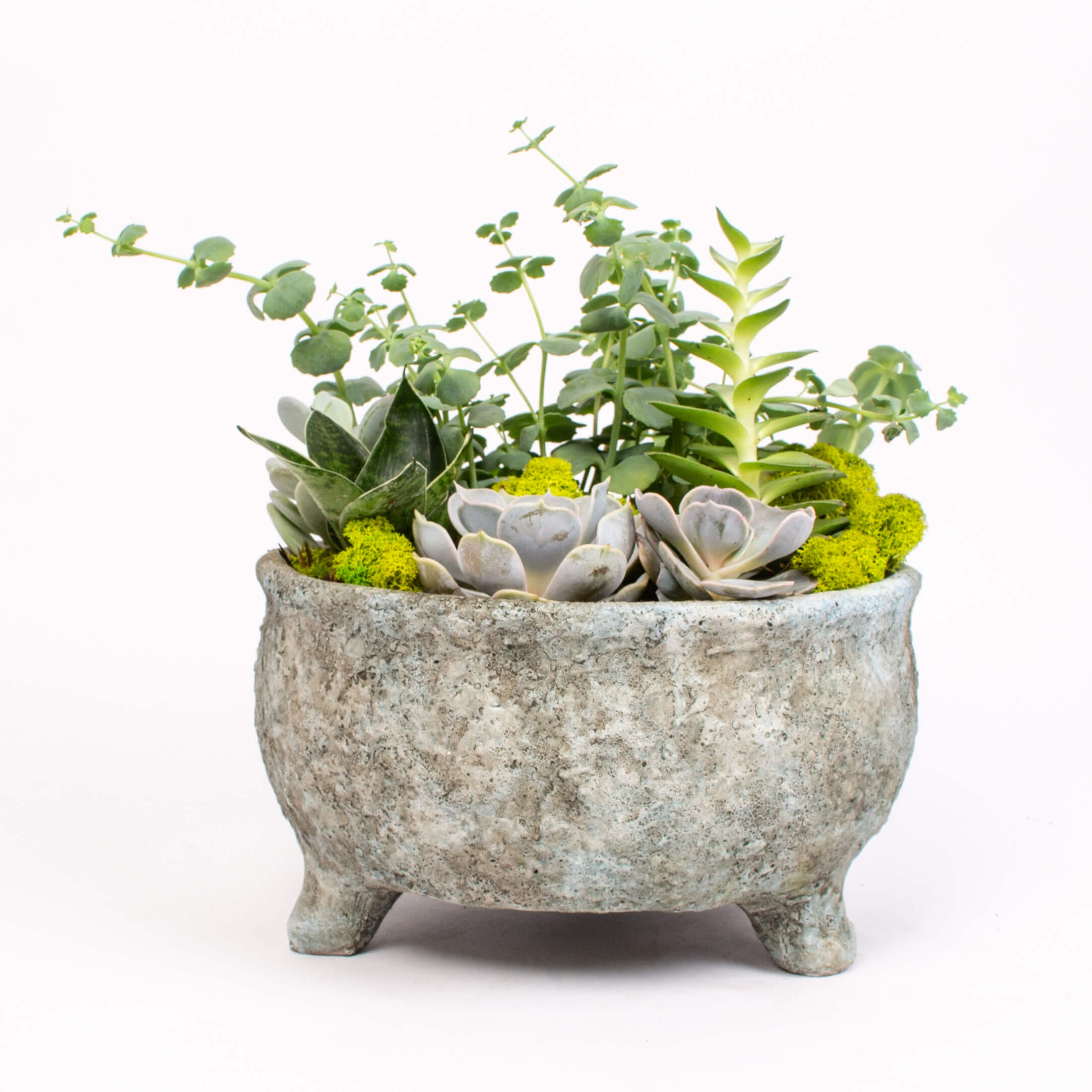 GTCE34b Suculente la ceaun Suculente la ceaun