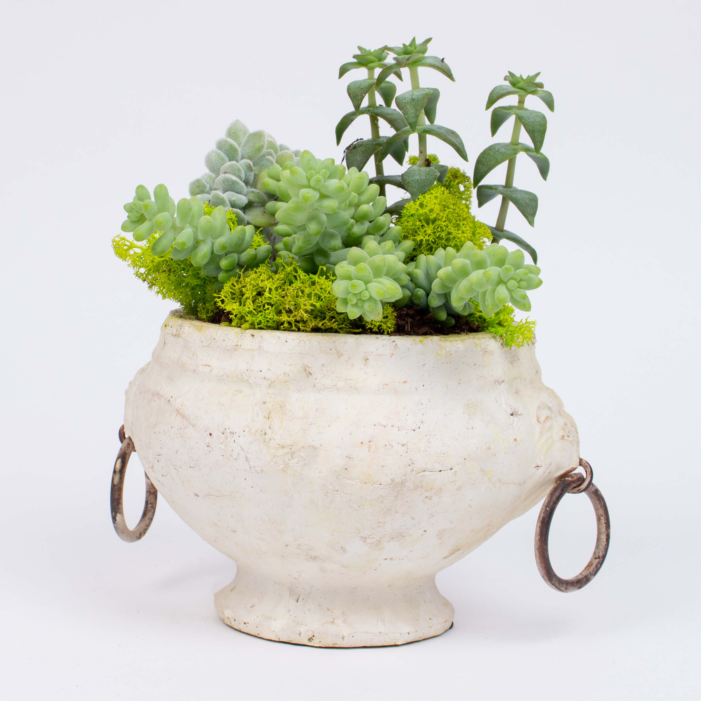 Urna ceramica alba cu suculente