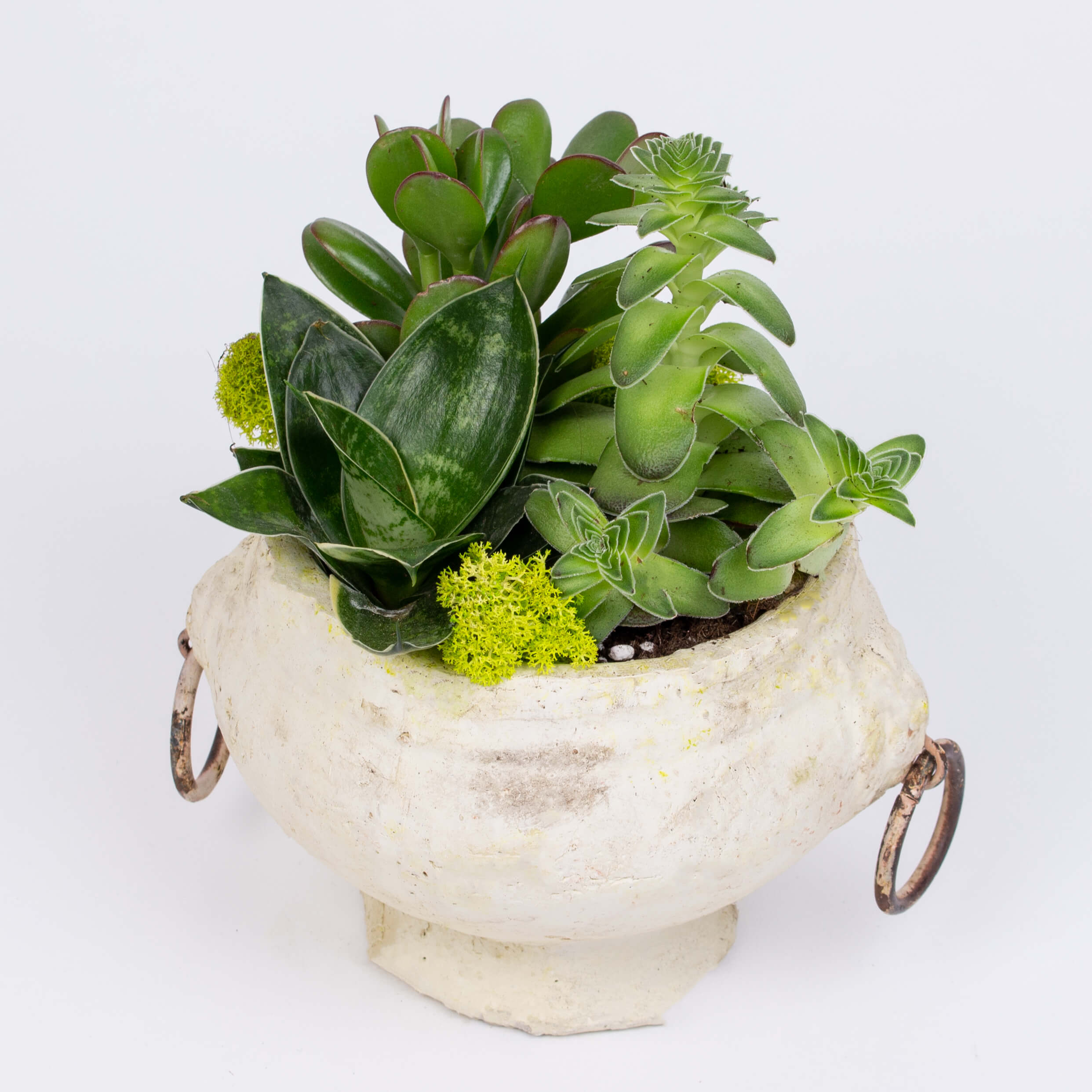 Suculente in urna ceramica alba