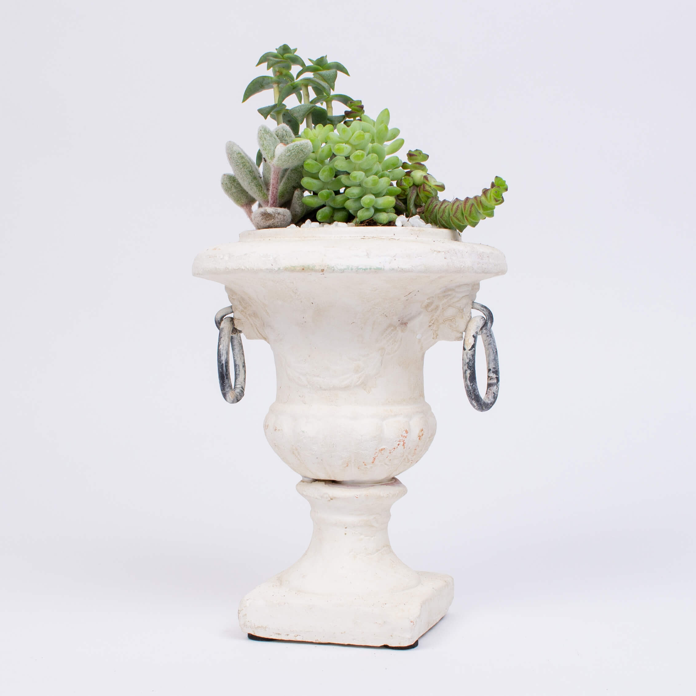 Pocal ceramic cu suculente