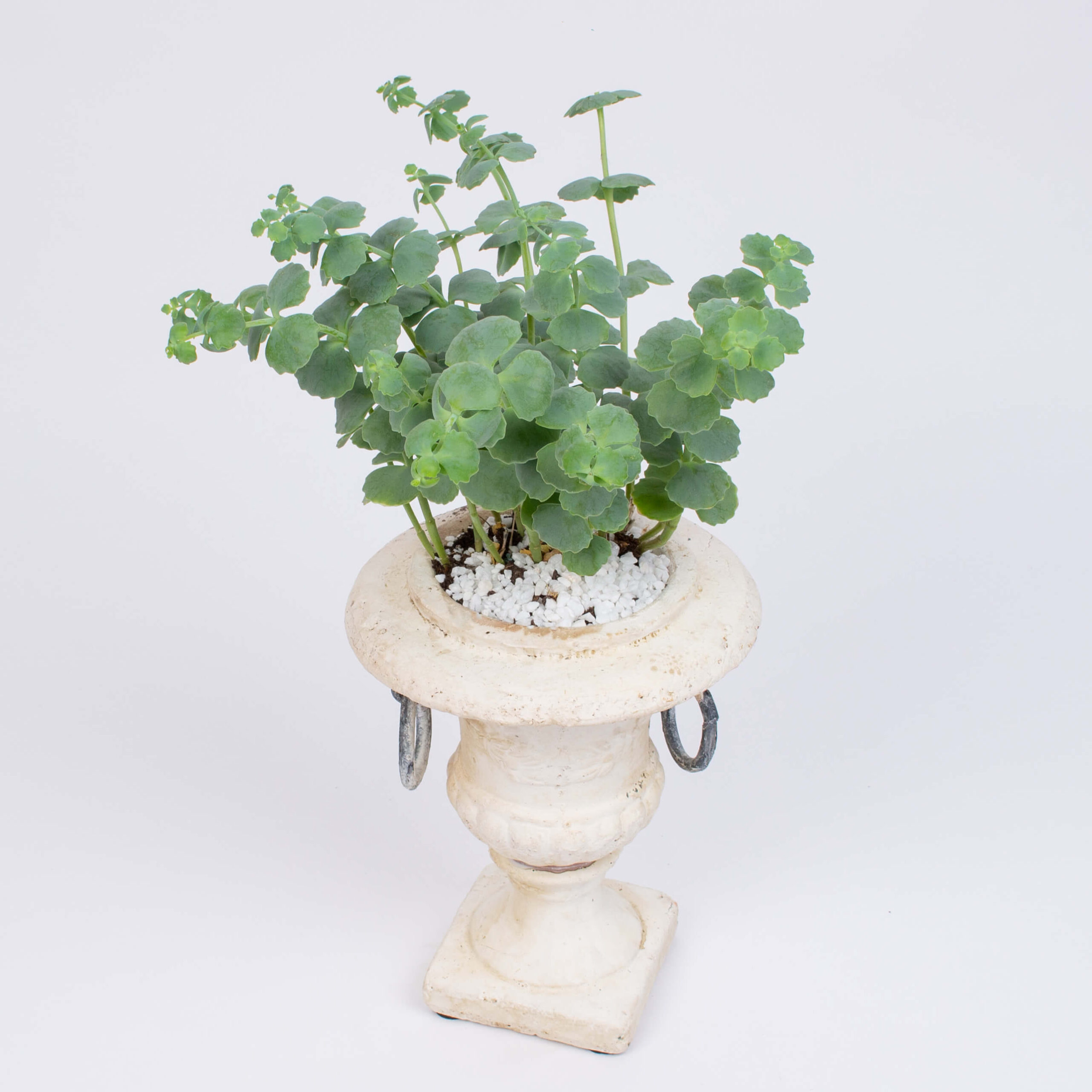 Pocal ceramic cu sedum sieboldii