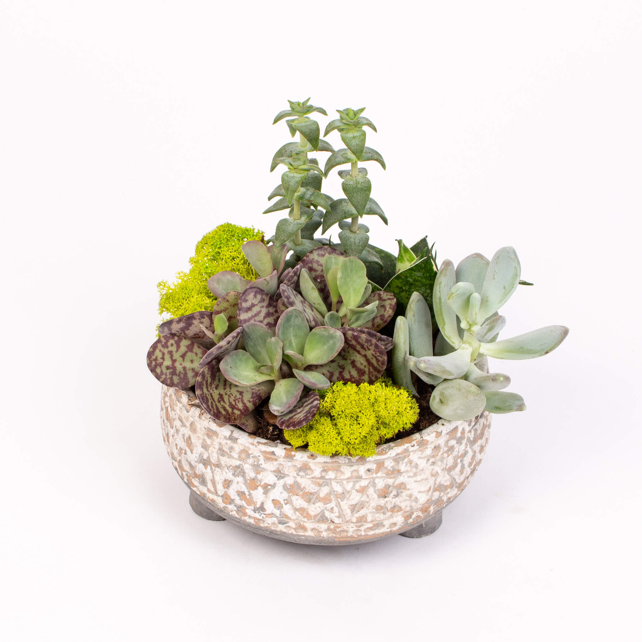 Bol ceramic cu grasute