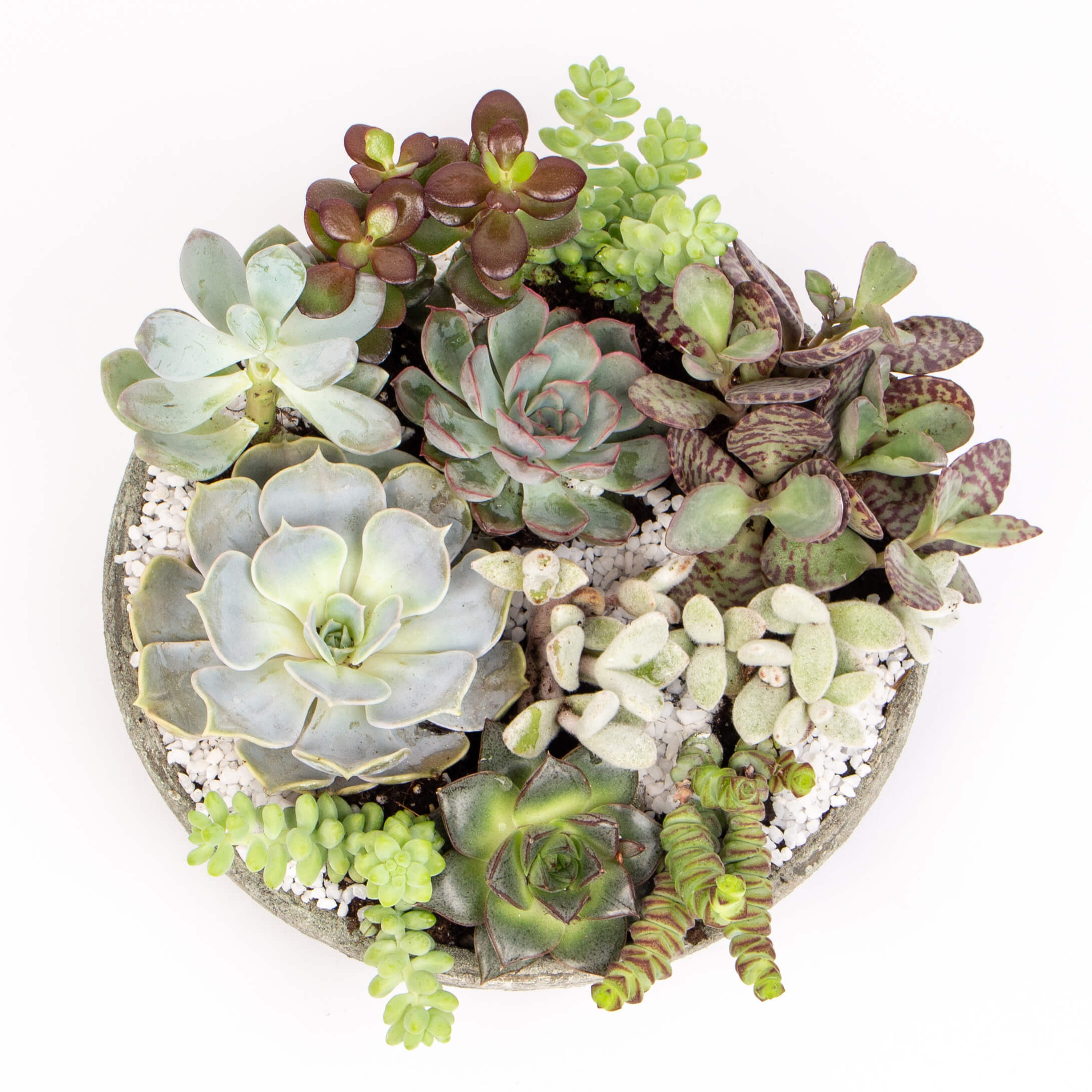 Suculente in platou ceramic