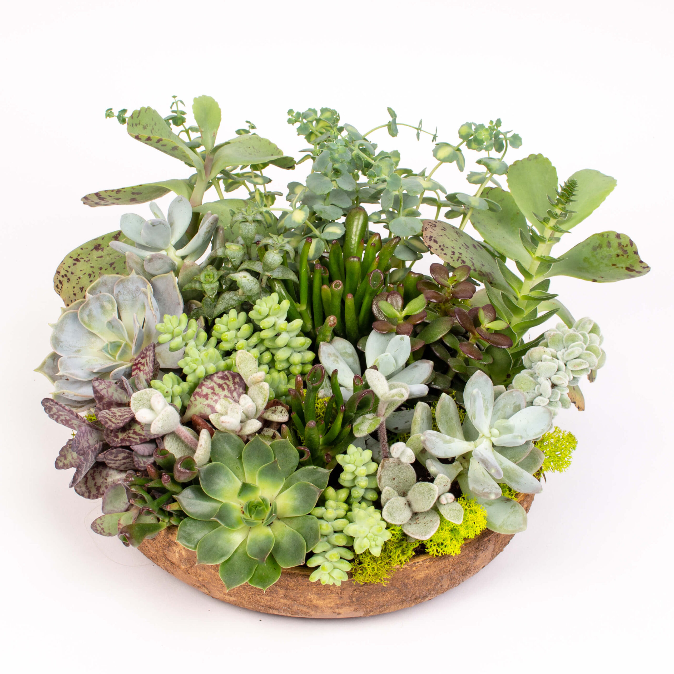 Vas ceramic intins cu suculente