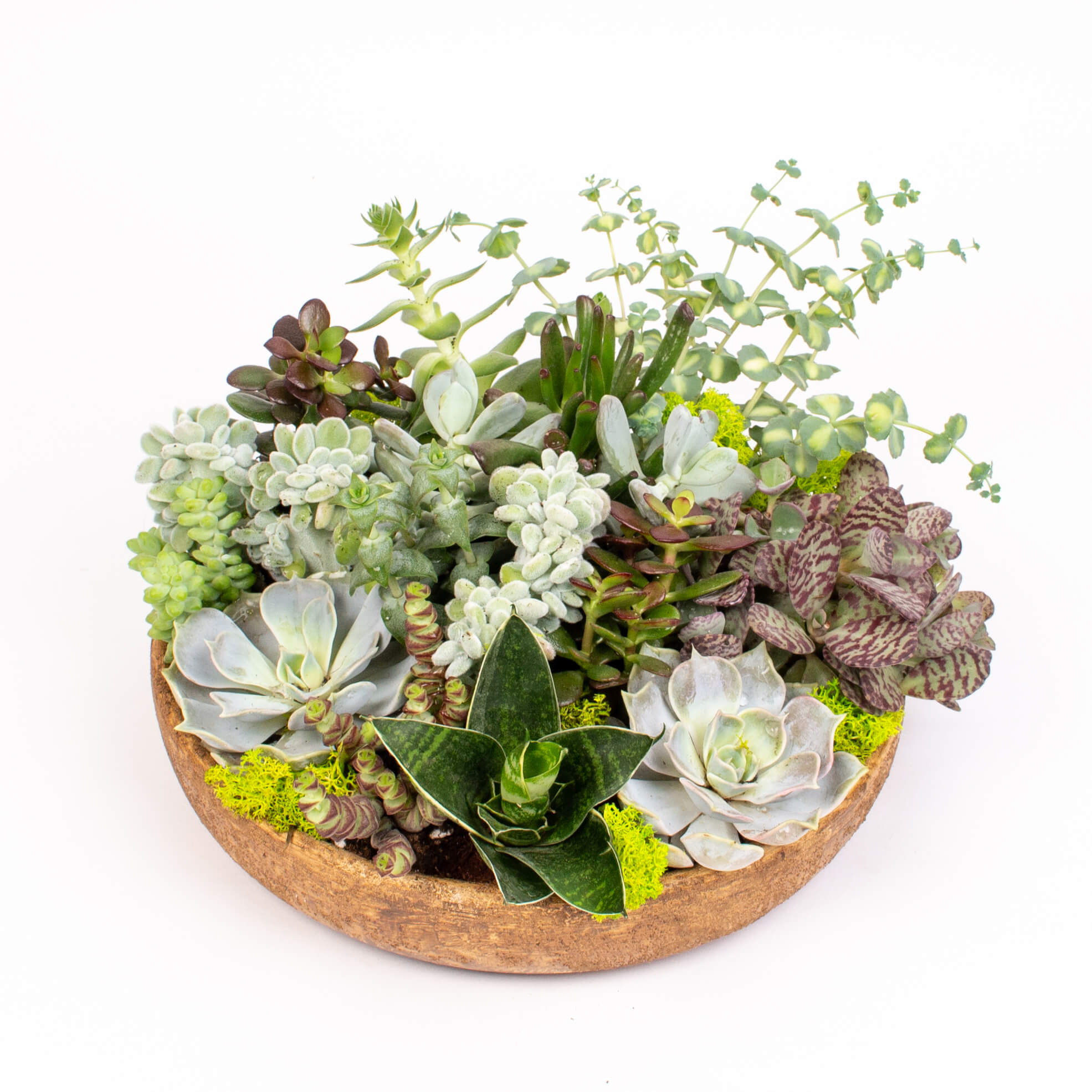 GTCE45a Grasute in vas ceramic intins Grasute in vas ceramic intins 27 cm