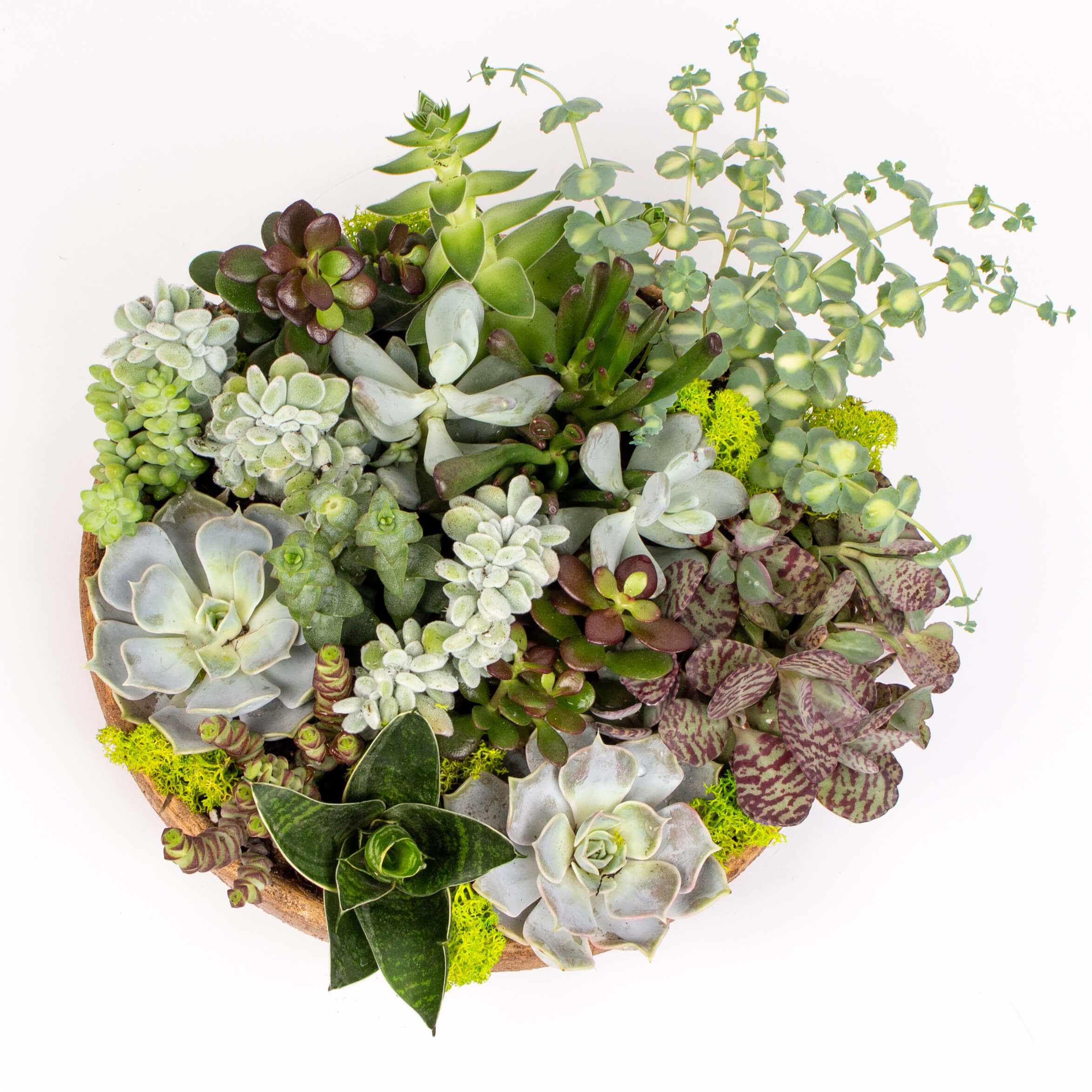 GTCE45c Grasute in vas ceramic intins Grasute in vas ceramic intins 27 cm