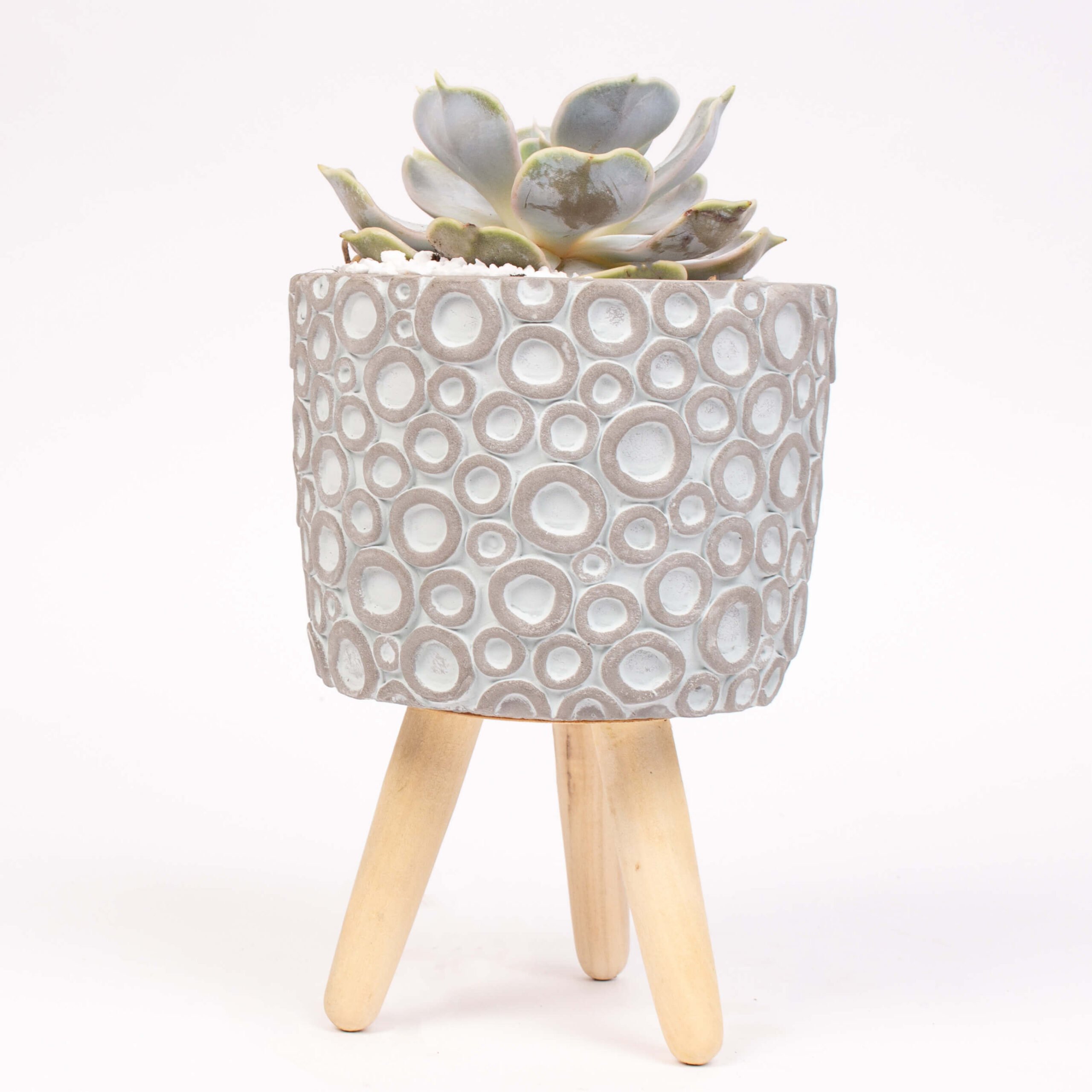 GTCE46a Echeverie in suport ceramic Echeverie in suport ceramic