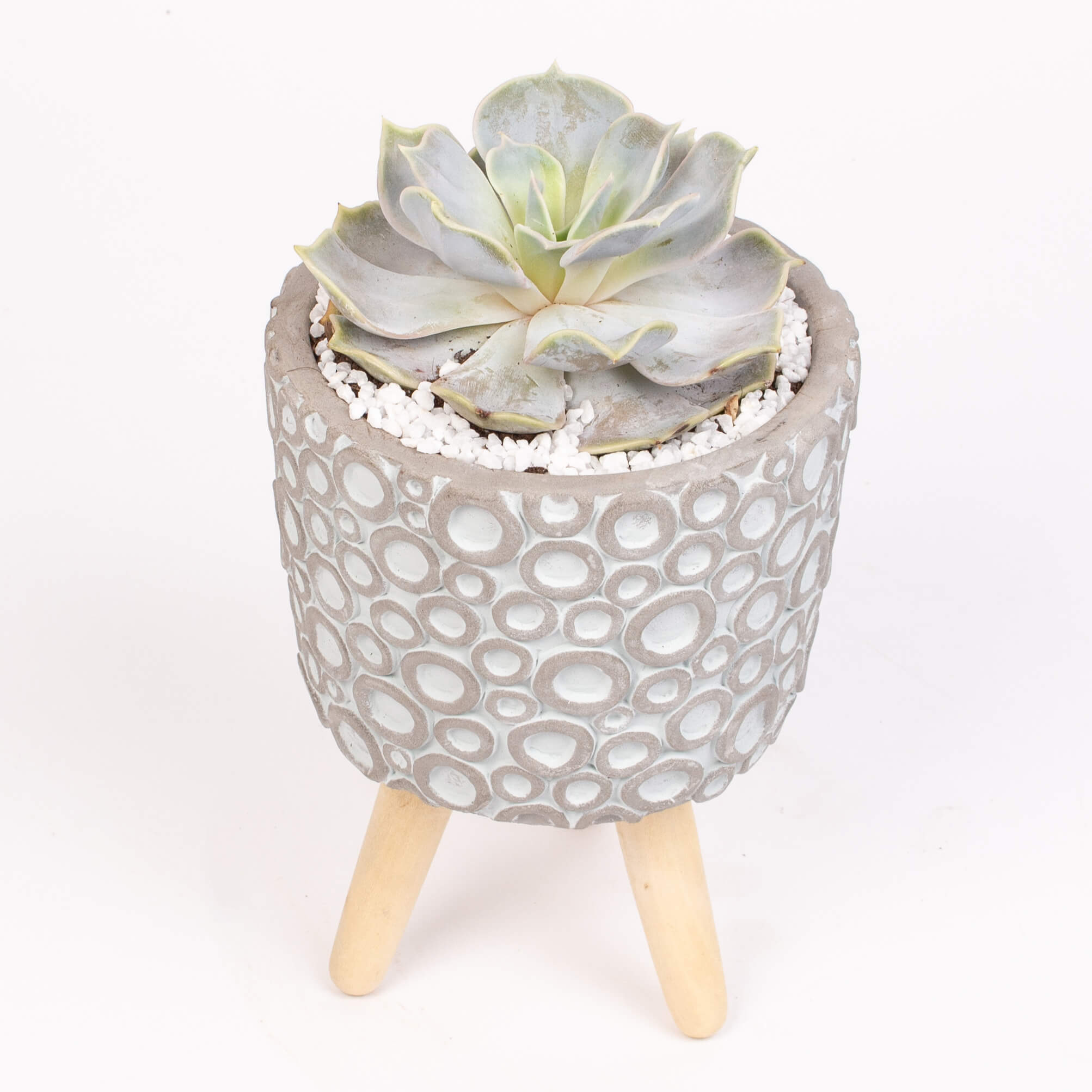 Echeverie in suport ceramic