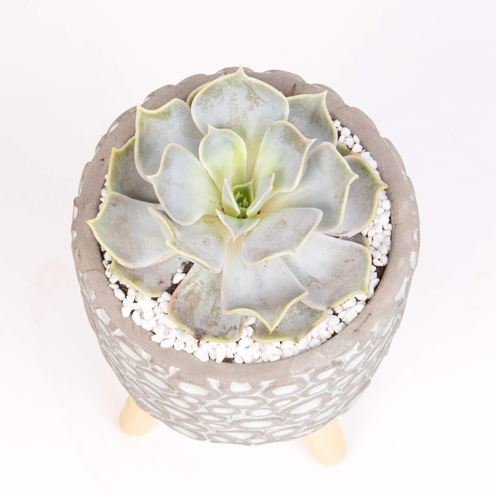 GTCE46c Echeverie in suport ceramic Echeverie in suport ceramic