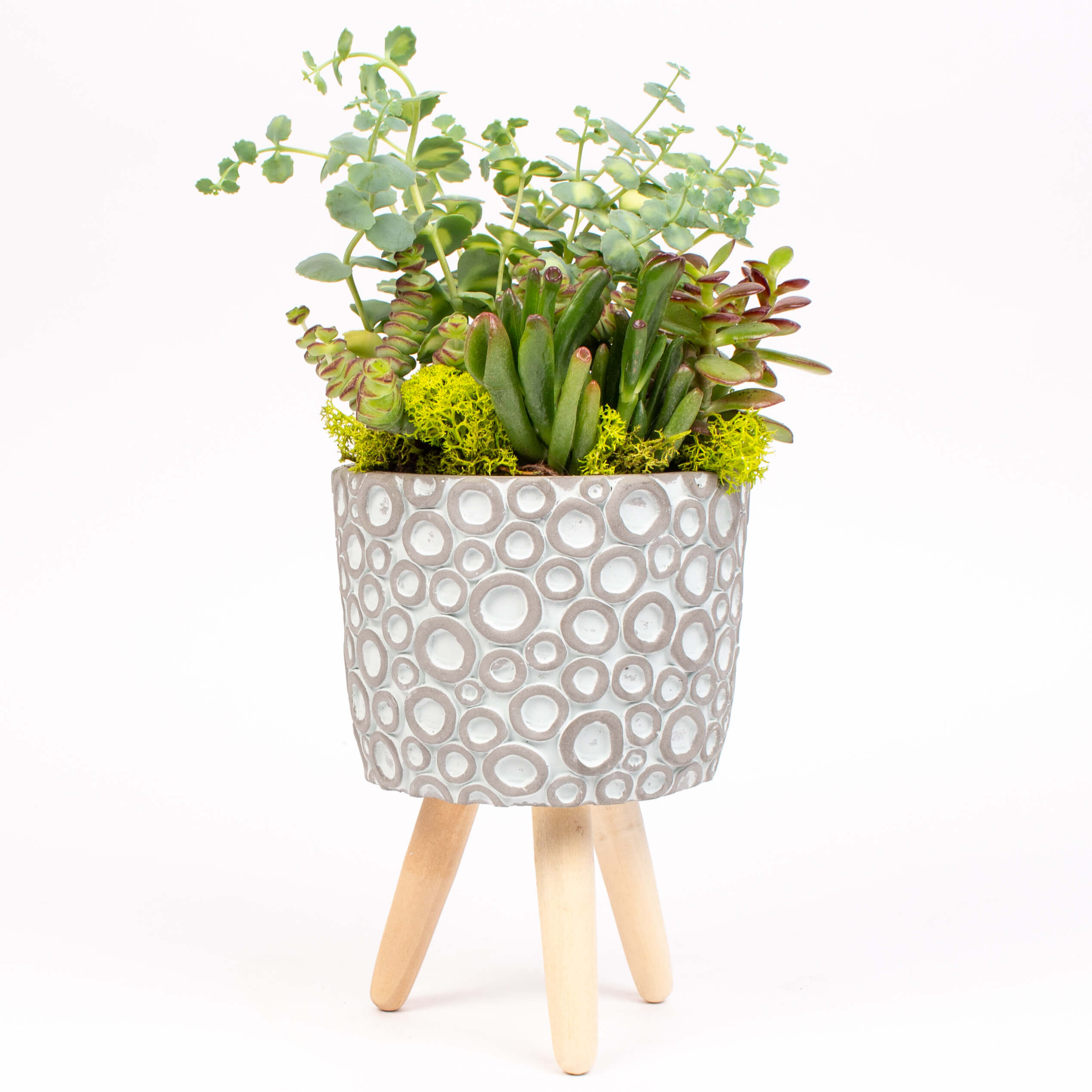 Suport ceramic cu sedum si crassula