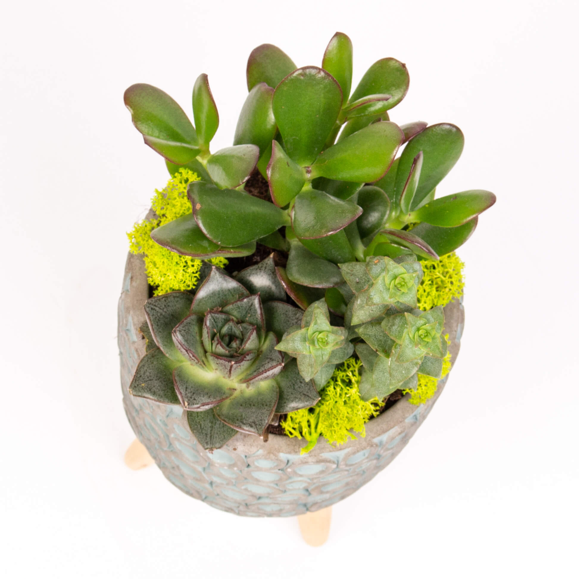 GTCE48c Grasute in ghiveci tripod Grasute in ghiveci tripod