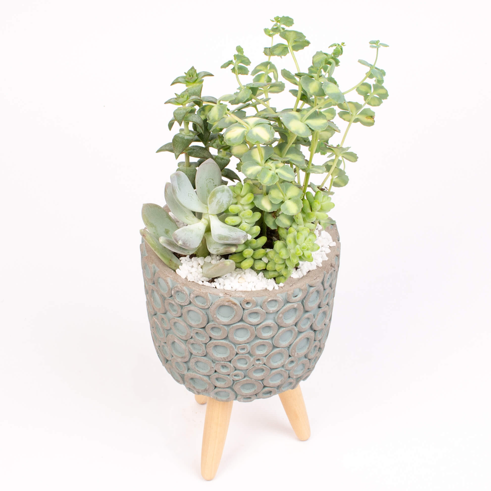 GTCE49a Ghiveci tripod cu suculente Ghiveci tripod cu suculente