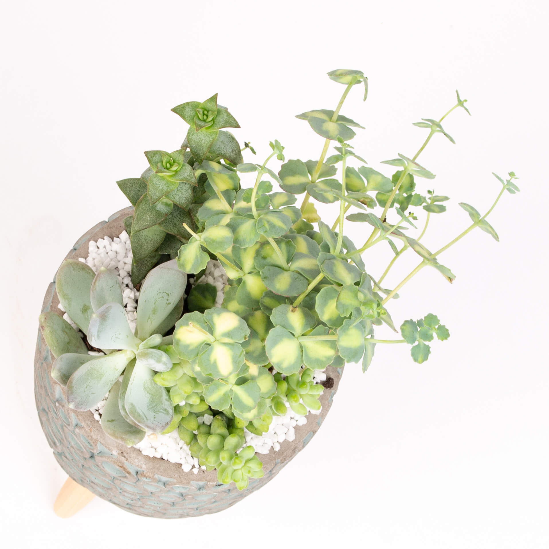 GTCE49c Ghiveci tripod cu suculente Ghiveci tripod cu suculente