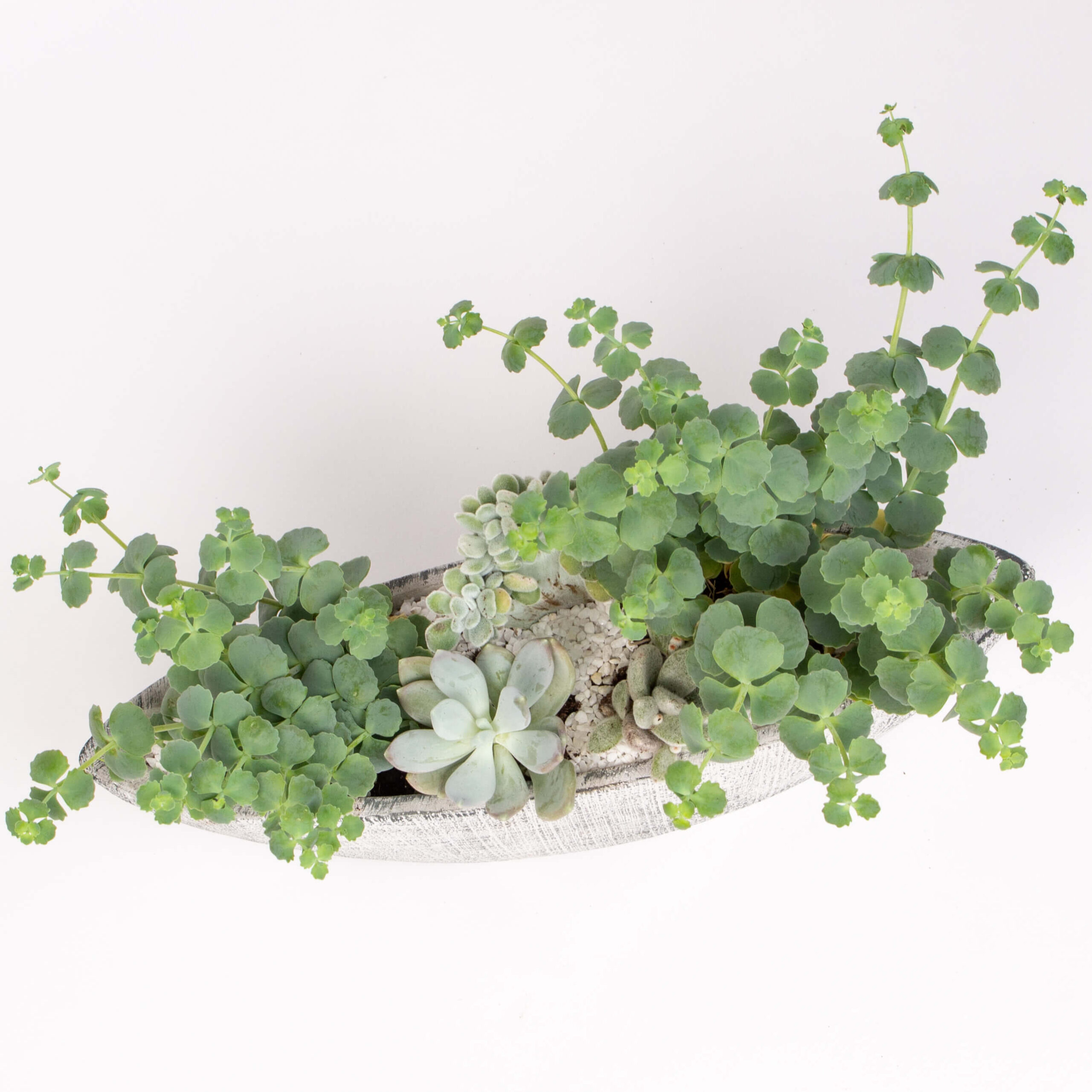 GTCE4b Suculente in barca Suculente in barca