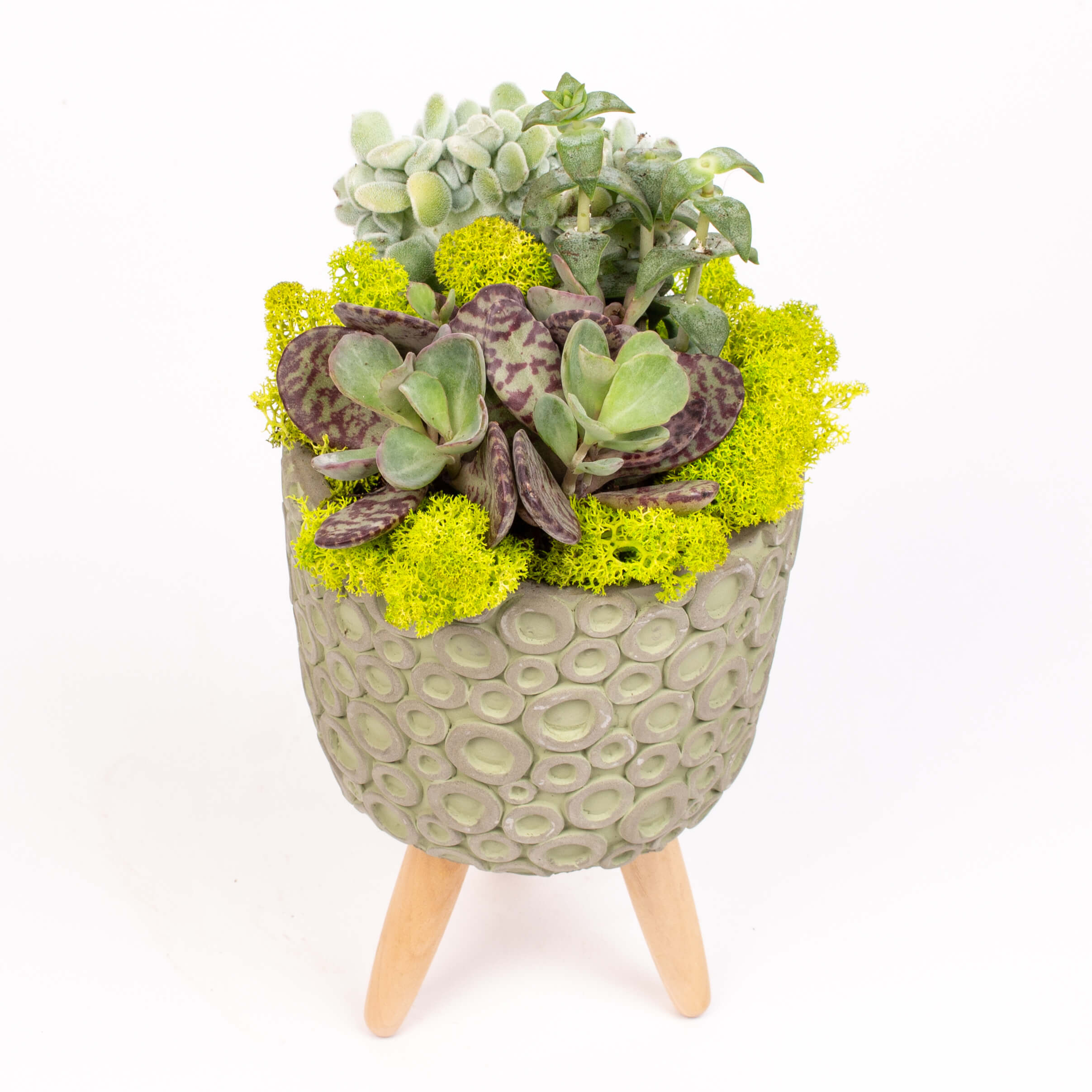 Suculente in ghiveci tripod