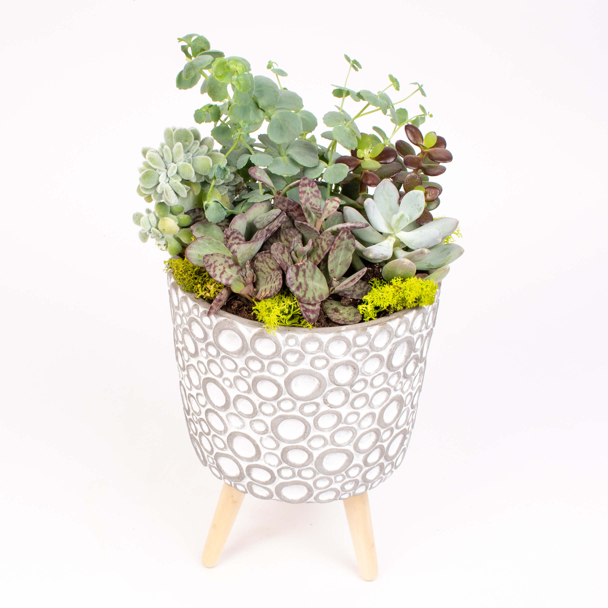 Suculente in vas ceramic tripod