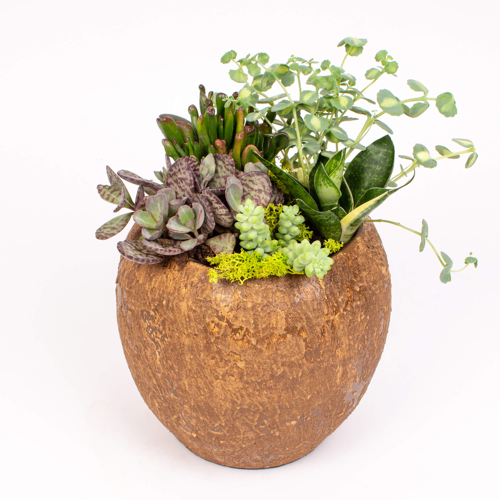 GTCE54a Mix suculent in ghiveci Mix suculente in ghiveci