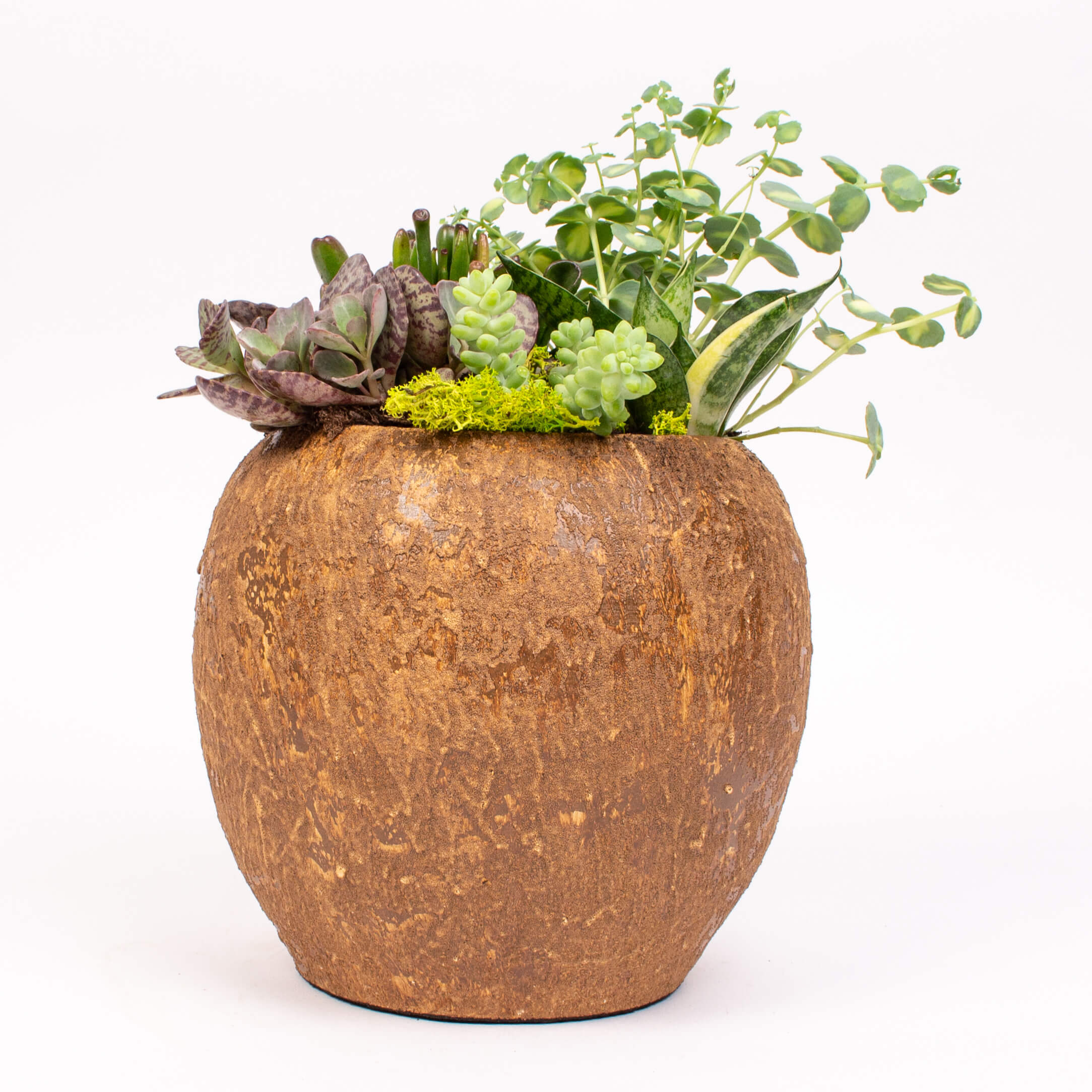 Mix suculente in ghiveci