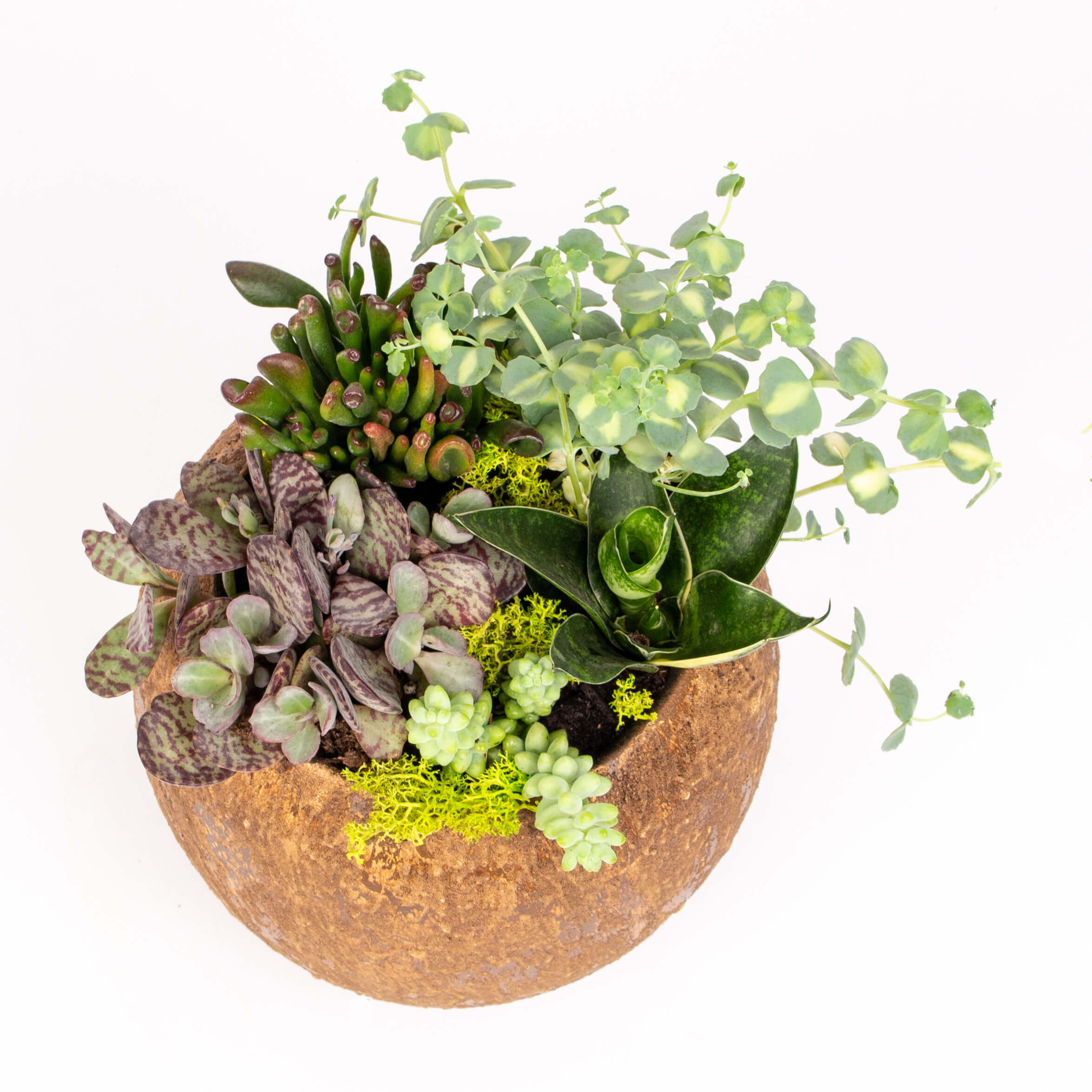 GTCE54c Mix suculent in ghiveci Mix suculente in ghiveci