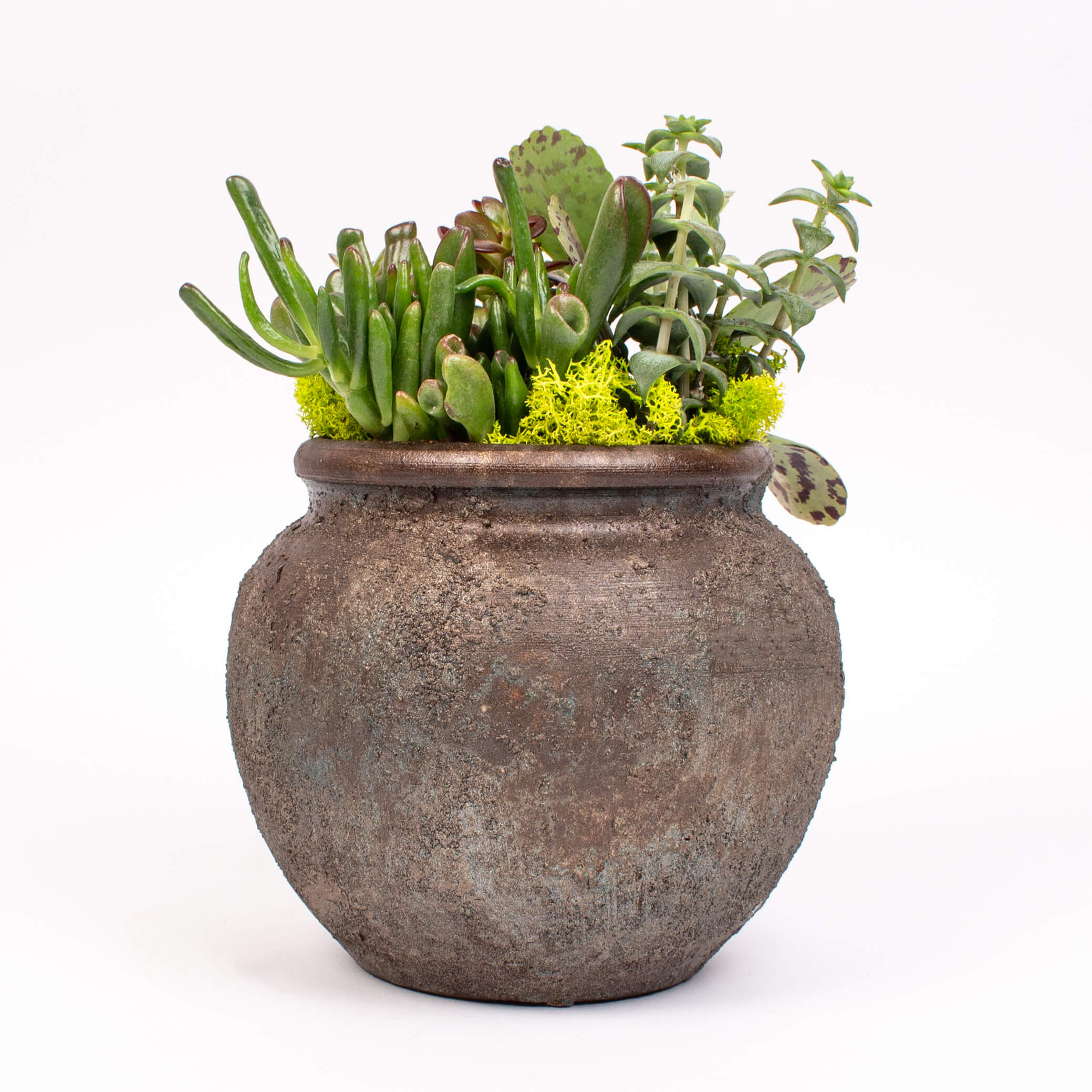 GTCE56a Ghiveci rotund cu suculente Ghiveci rotund cu suculente