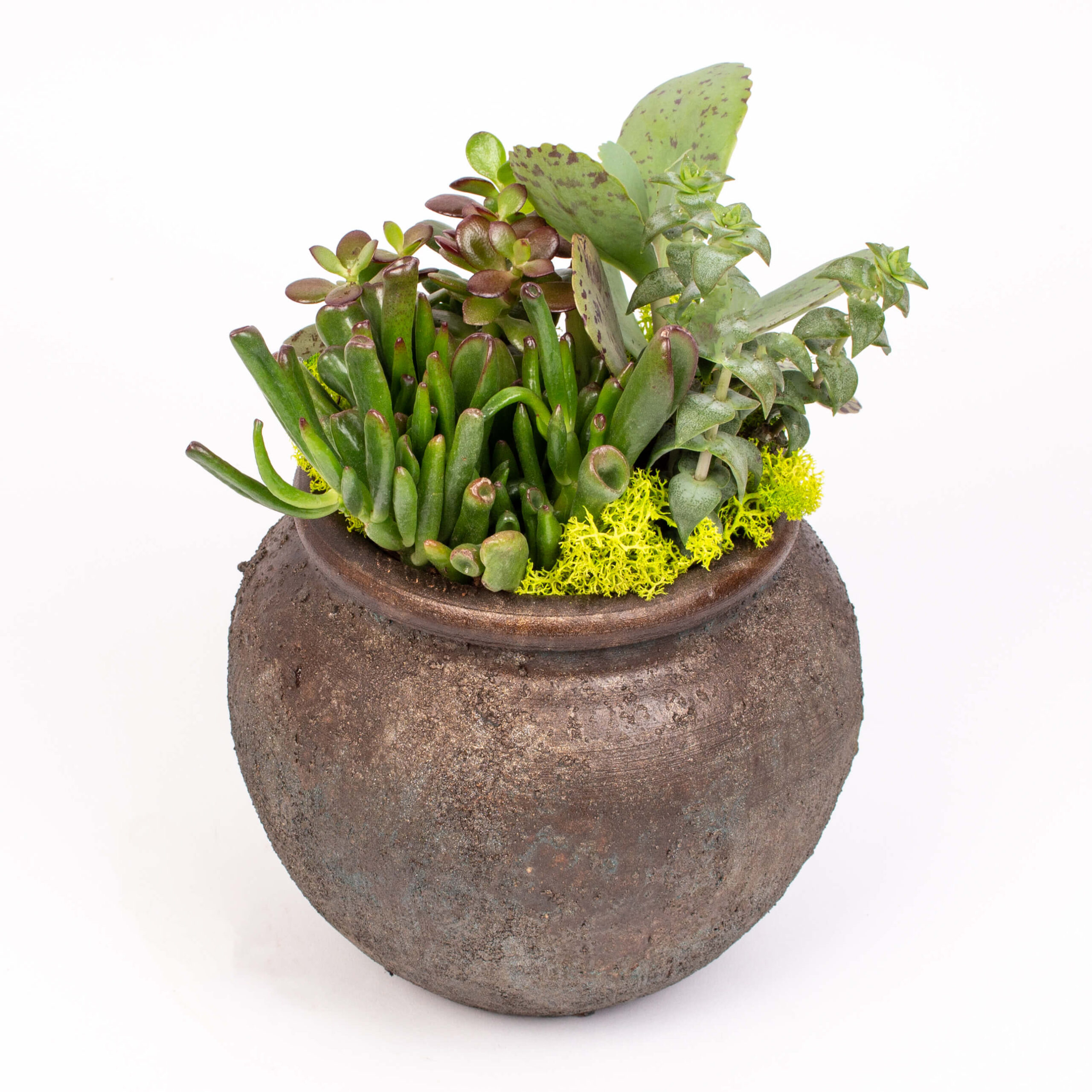 Ghiveci rotund cu suculente