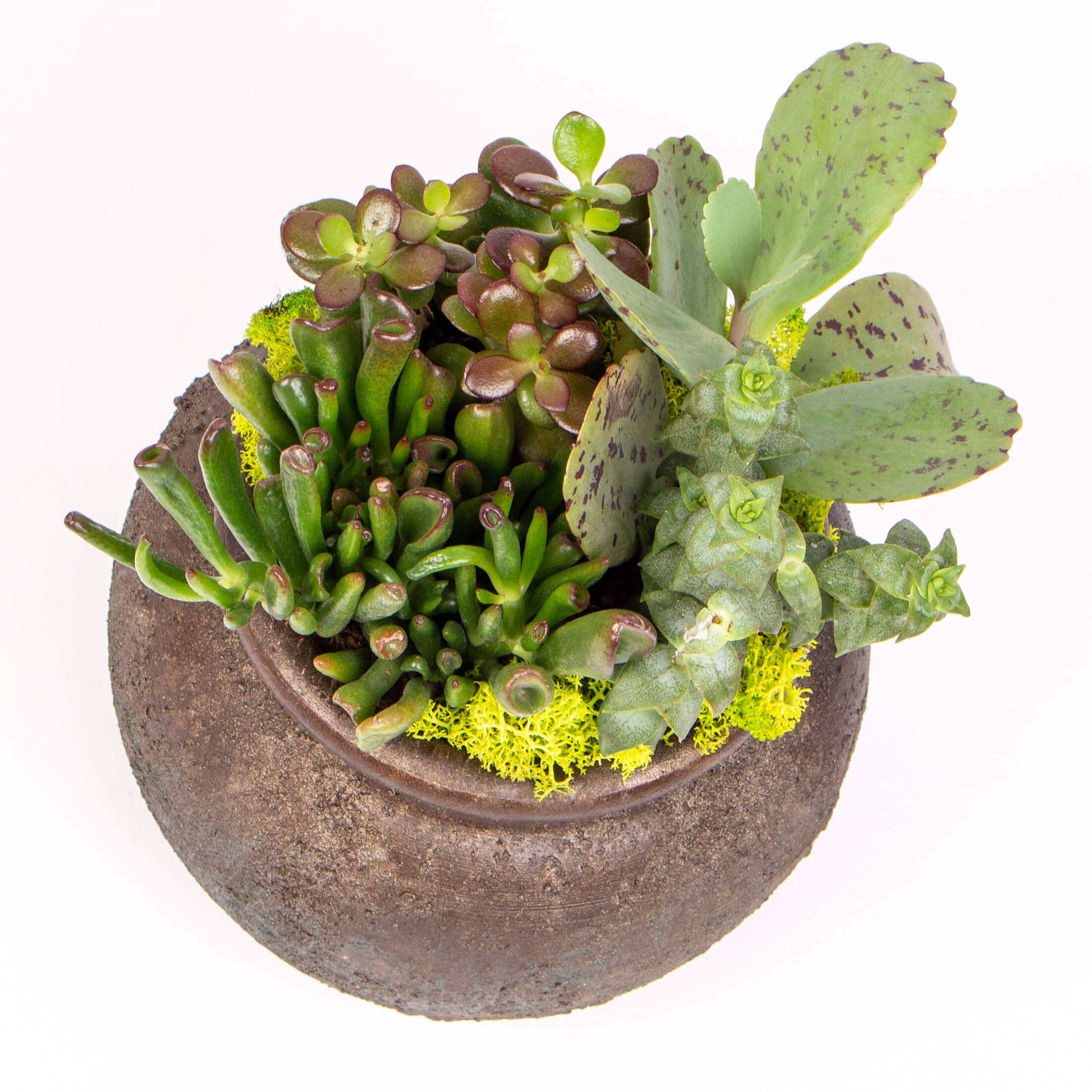 GTCE56c Ghiveci rotund cu suculente Ghiveci rotund cu suculente