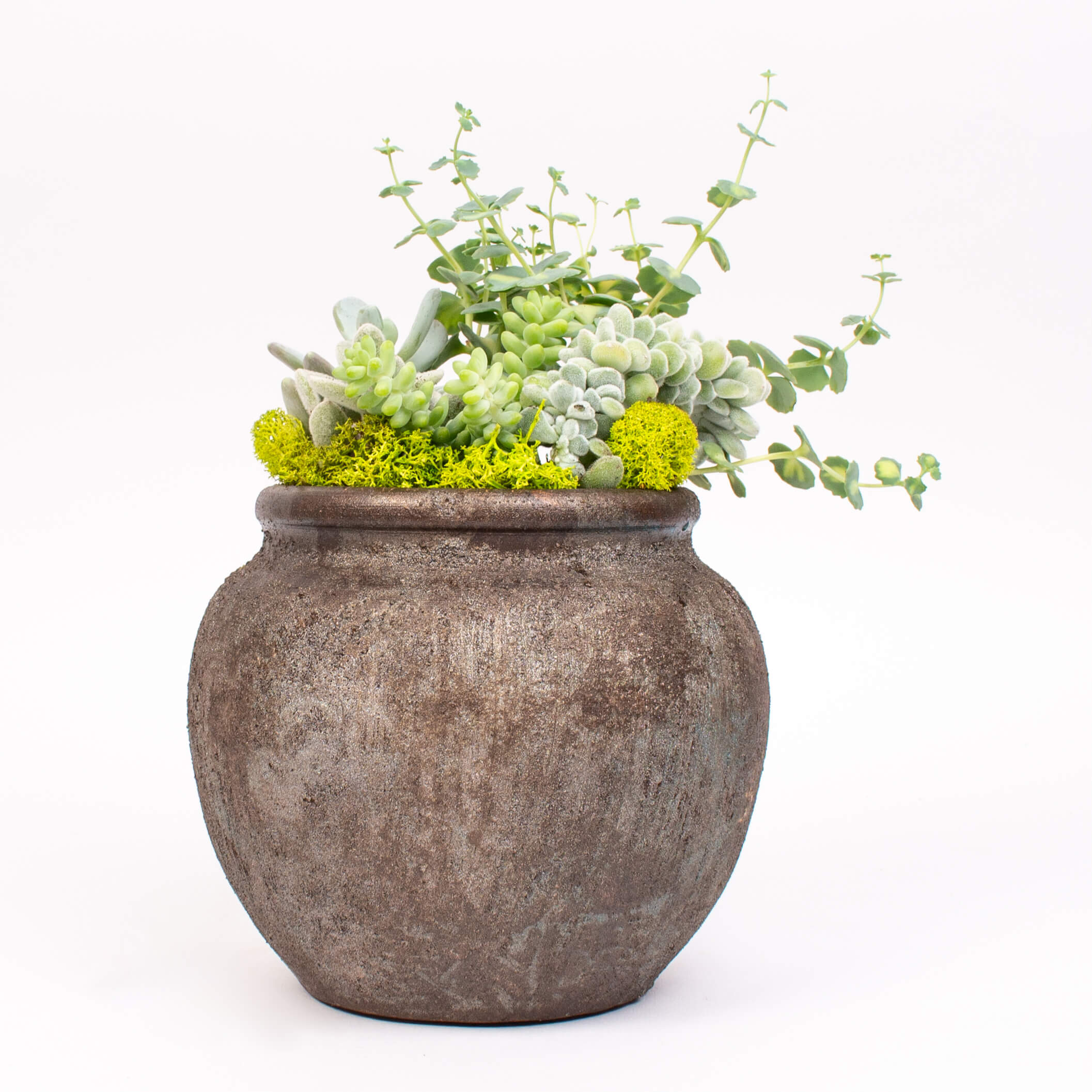 Suculente in ghiveci rotund