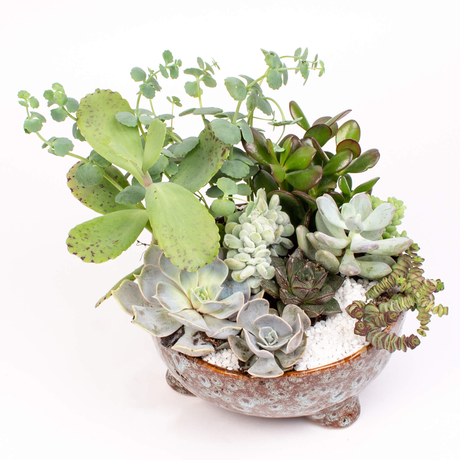 Grasute in vas ceramic mare