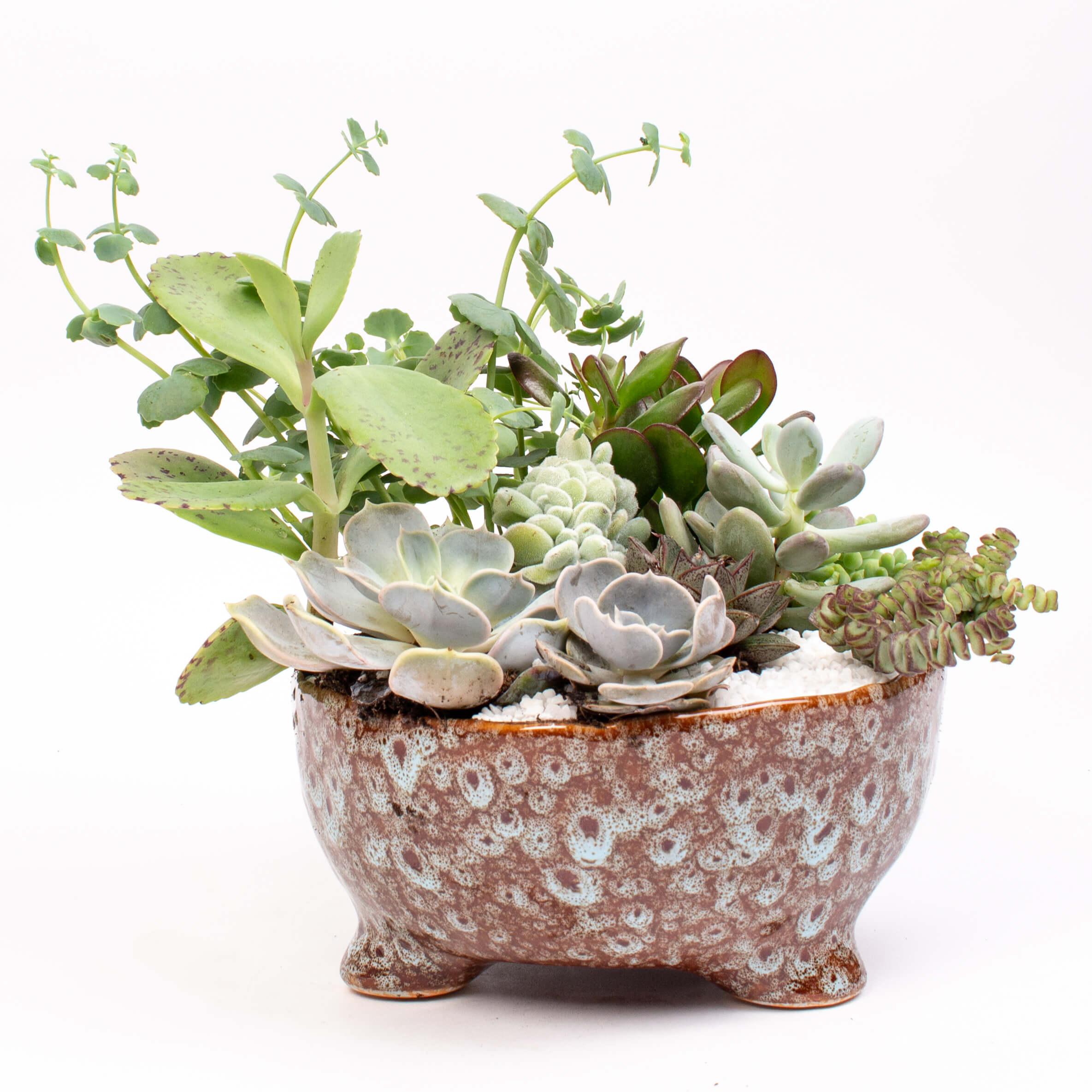 GTCE58b Grasute in vas ceramic mare Grasute in vas ceramic mare