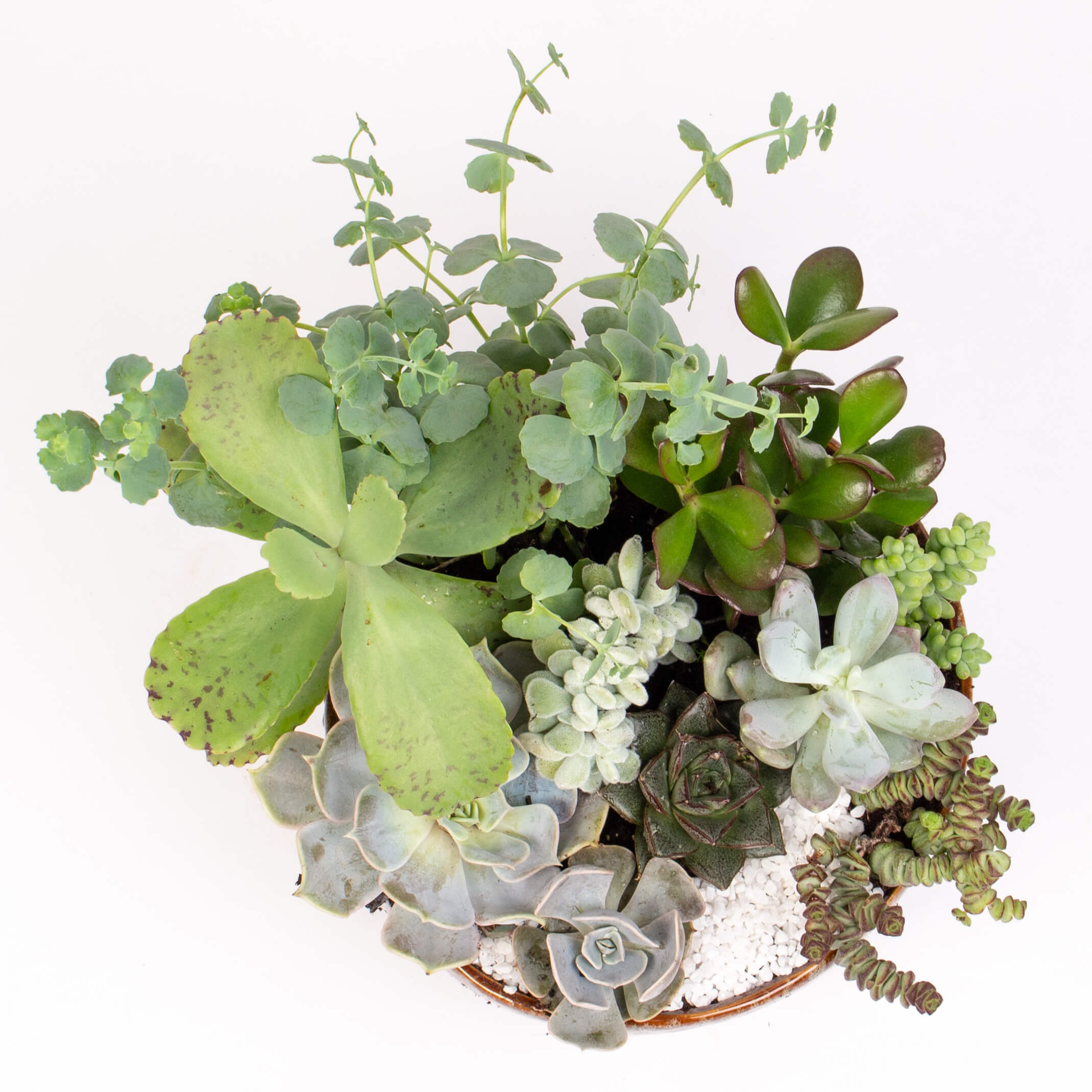 GTCE59c Grasute in vas ceramic mare Grasute in vas ceramic mare