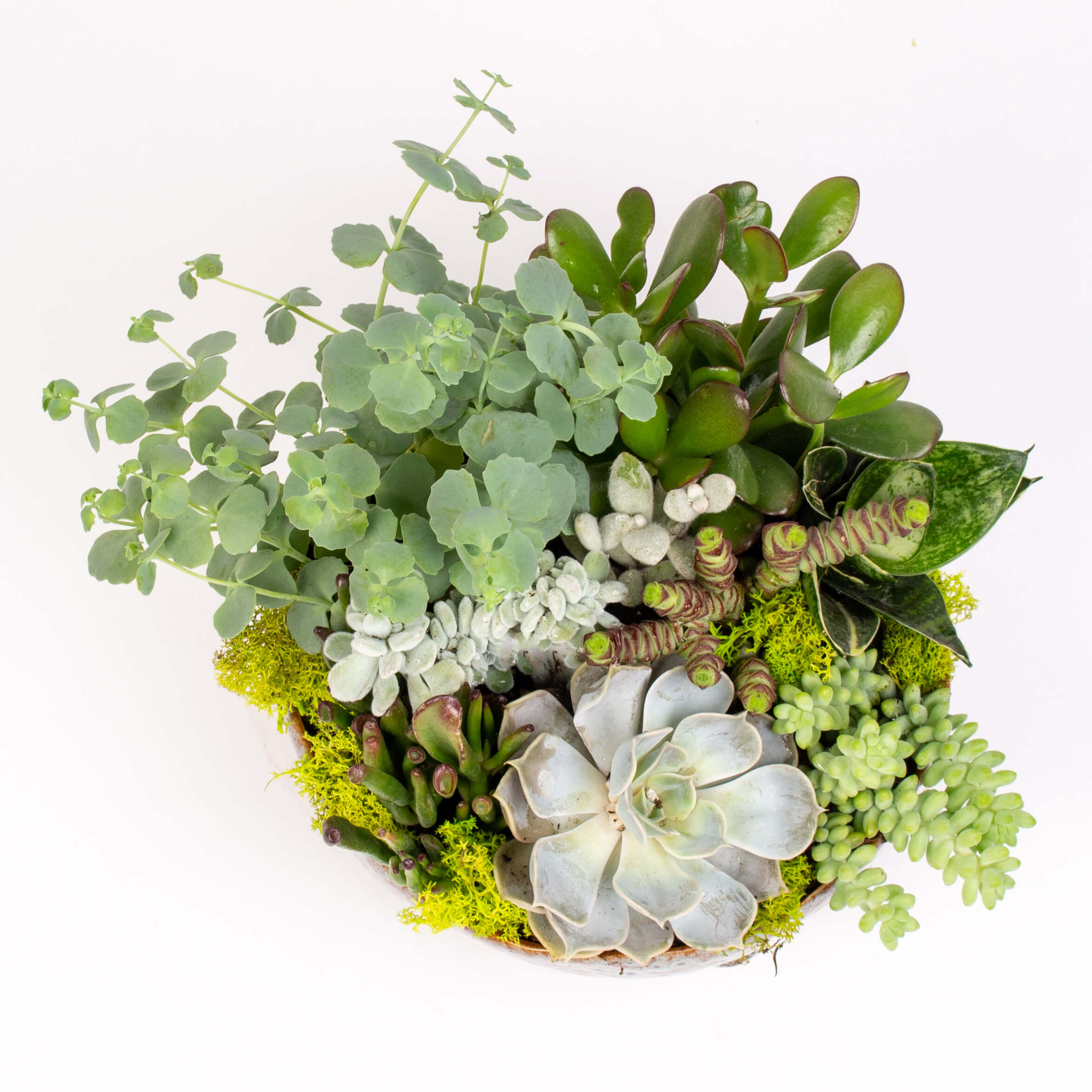 Vas ceramic mare cu suculente