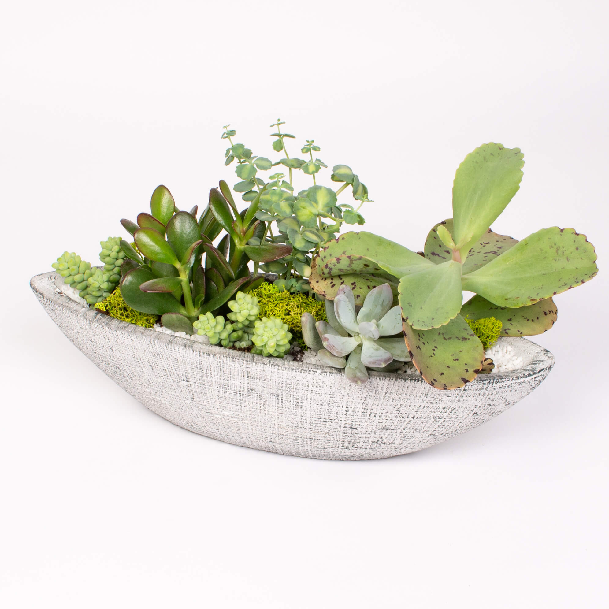 Barca cu plante suculente