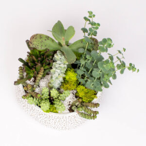 Suculente in vas ceramic