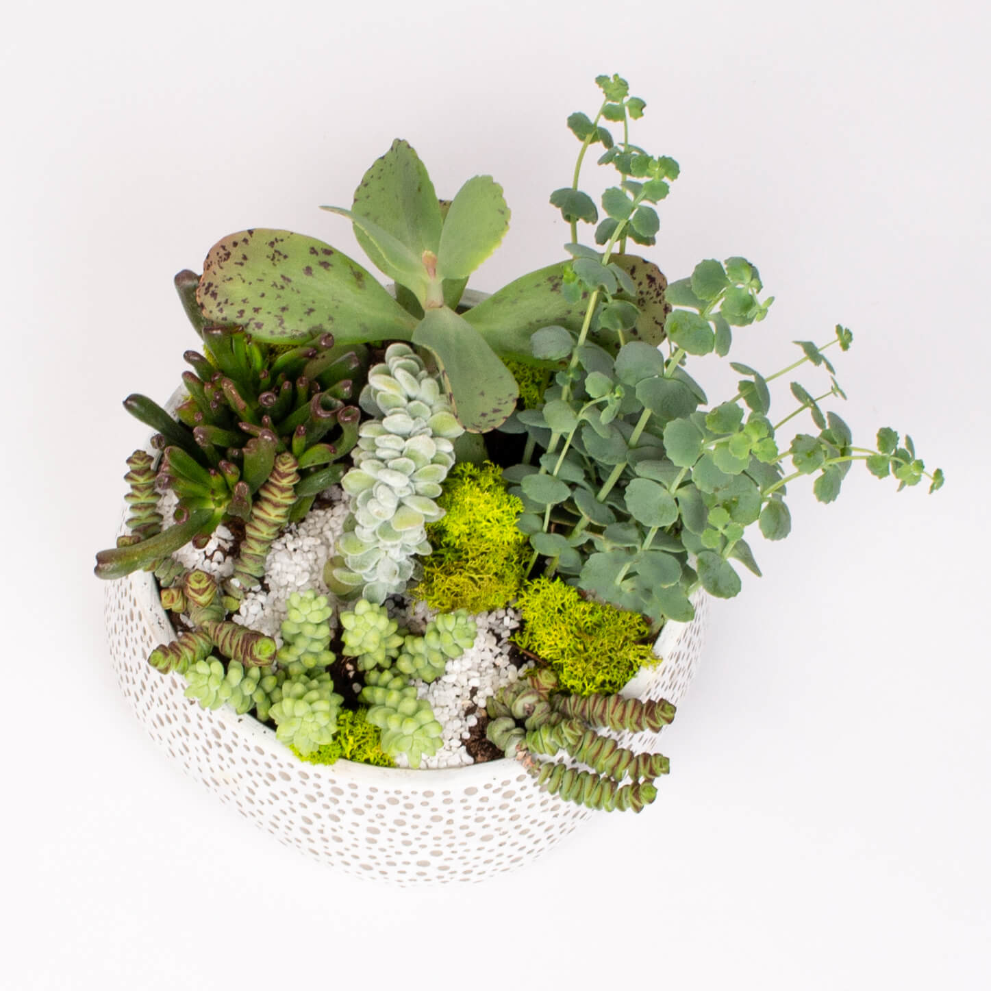 GTCE7a Suculente in vas ceramic Suculente in vas ceramic